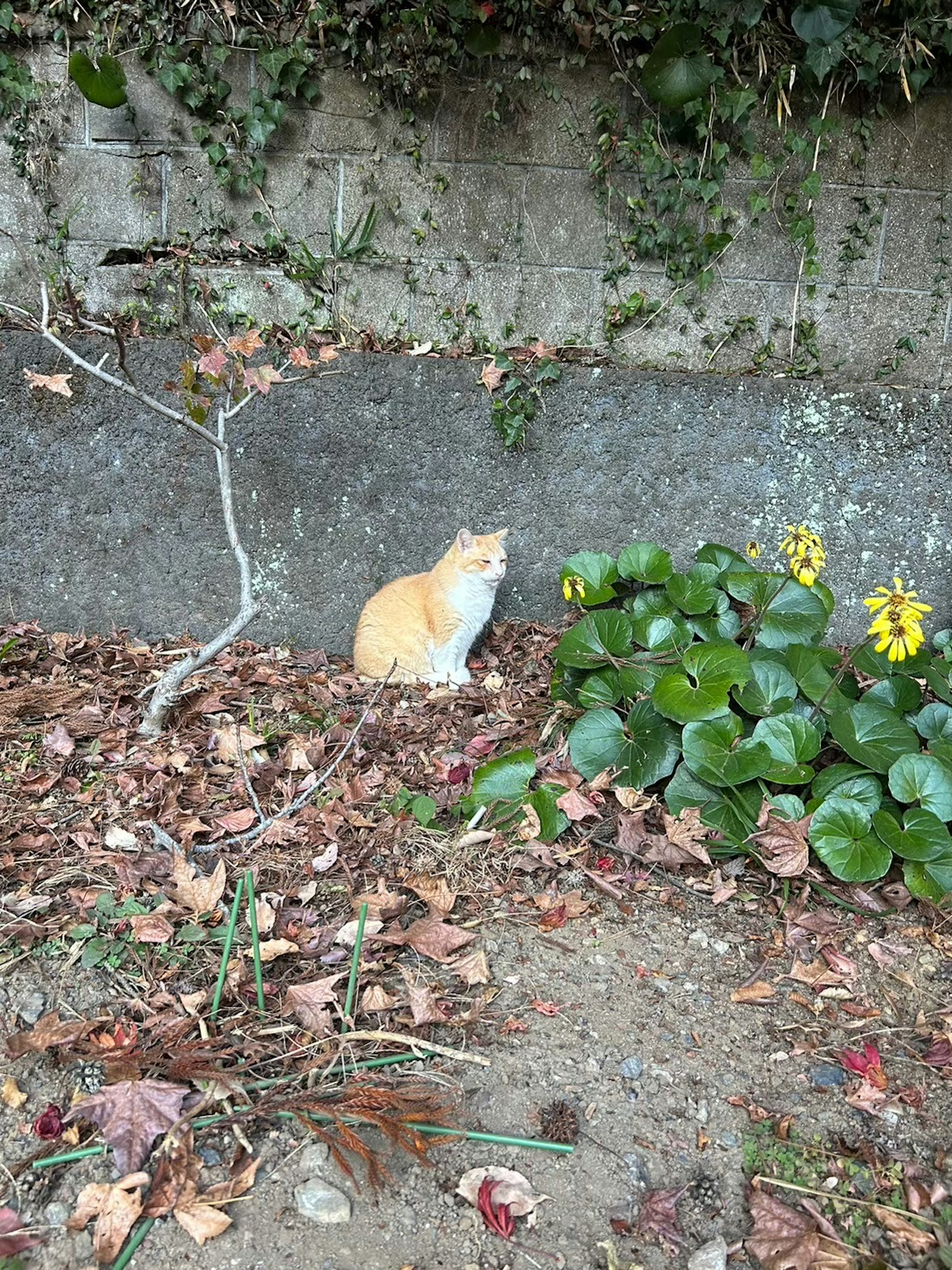 オレンジ色の猫が石の壁の前に座っている周囲には落ち葉と緑の植物がある