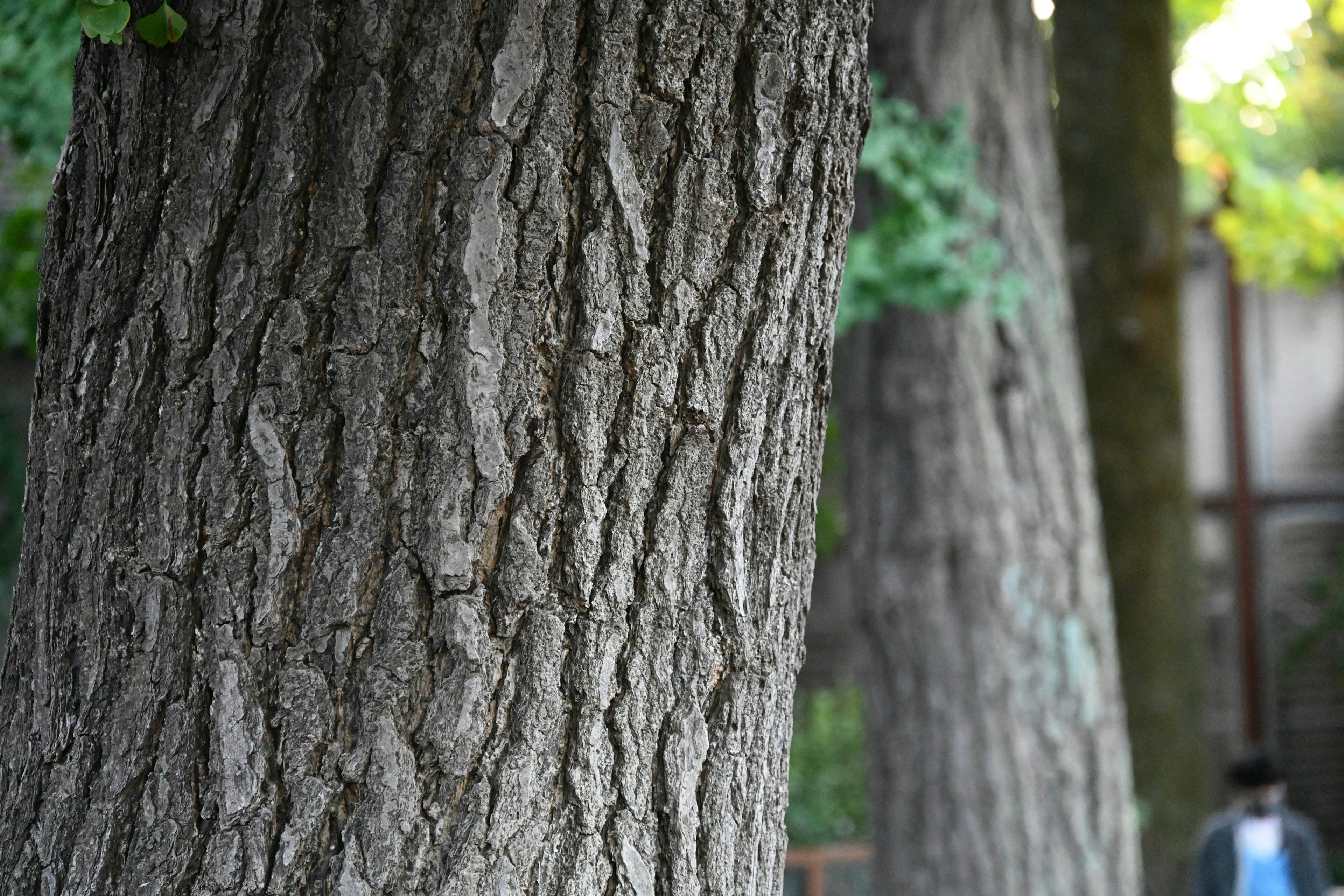 Detailed texture of tree trunks with green leaves in the background