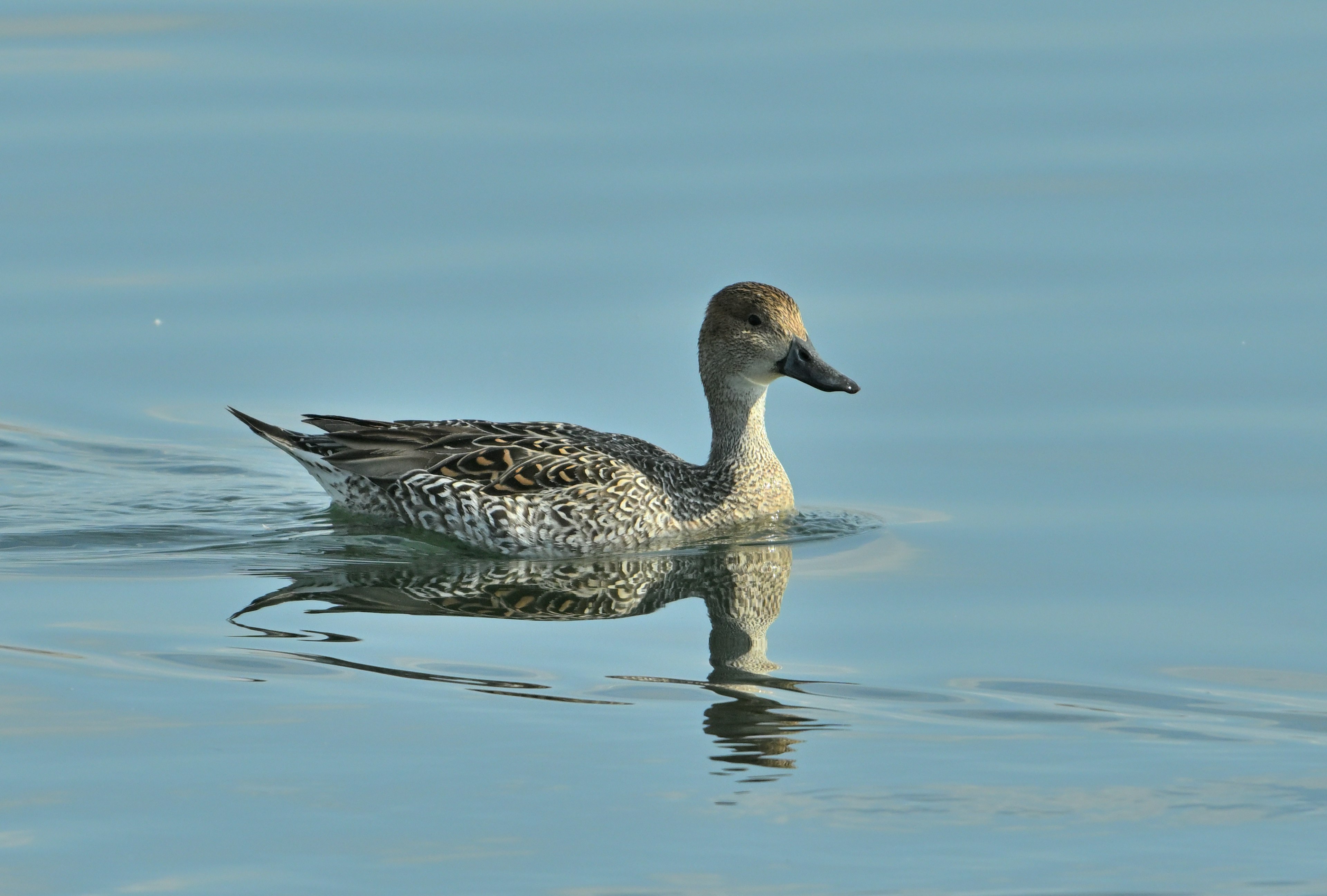 เป็ดตัวผู้ Gadwall ว่ายน้ำบนผิวน้ำสงบ