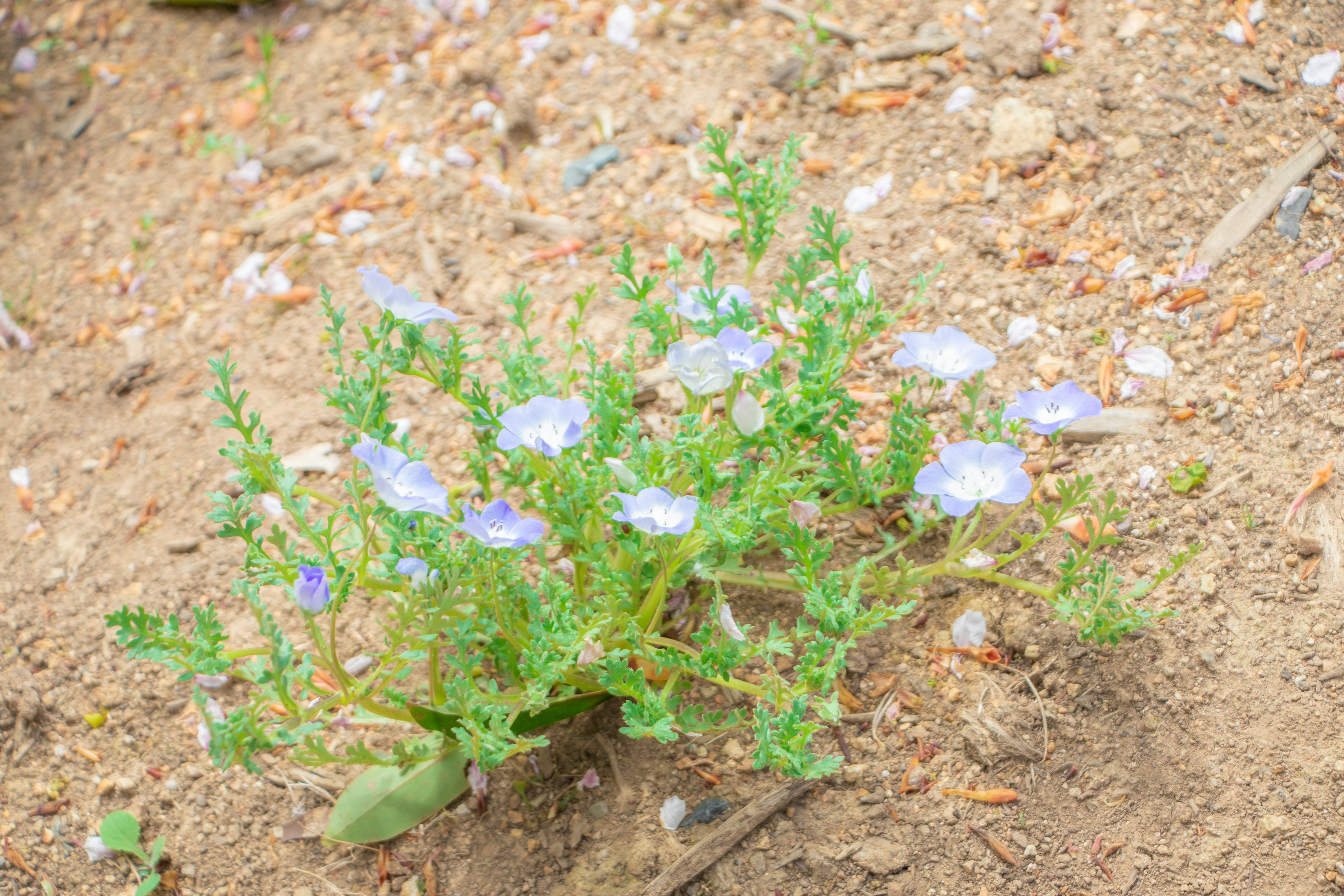 小さな青い花を持つ緑の植物が土の上に生えている