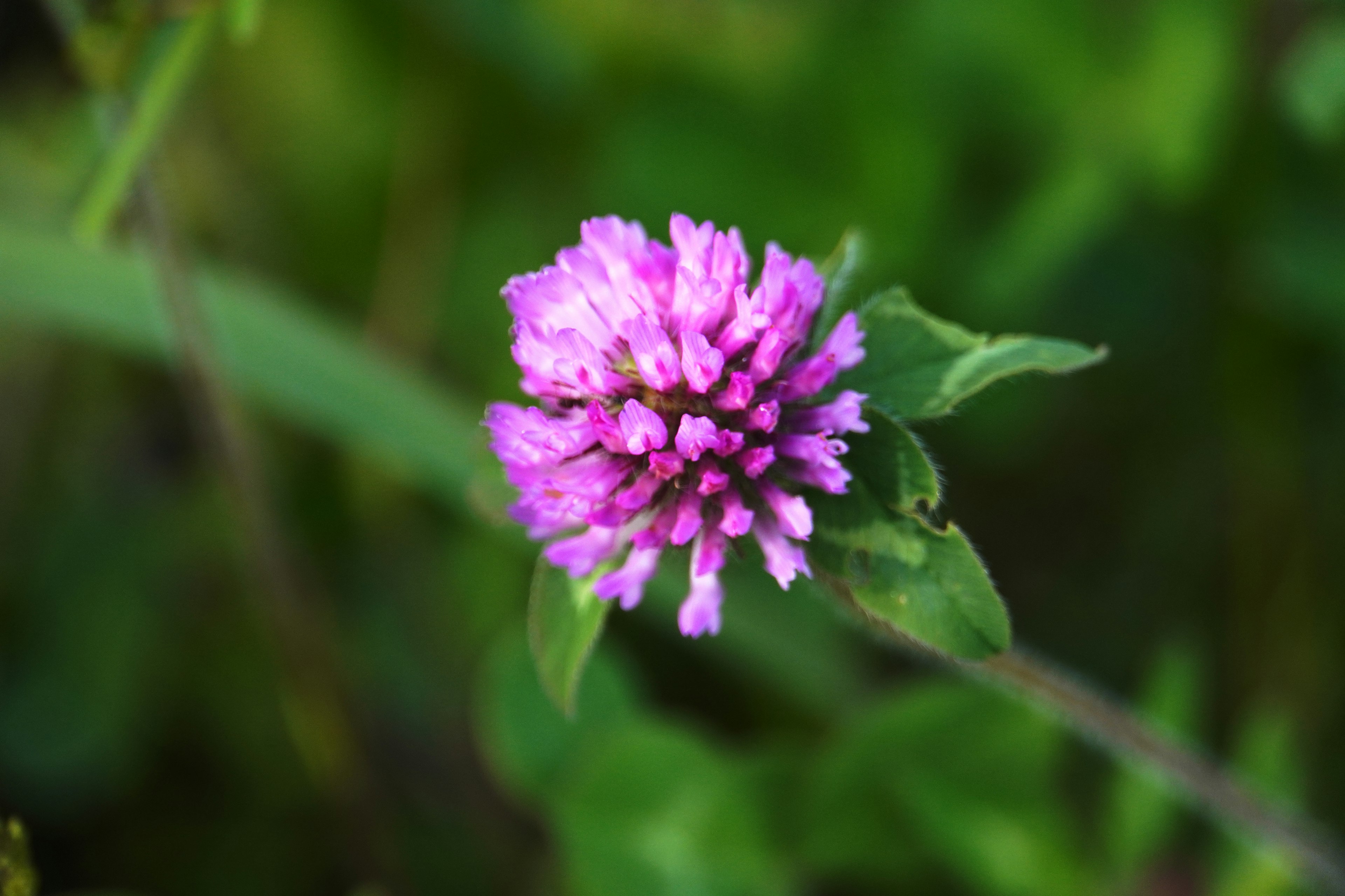 Purple flower stands out against a green background