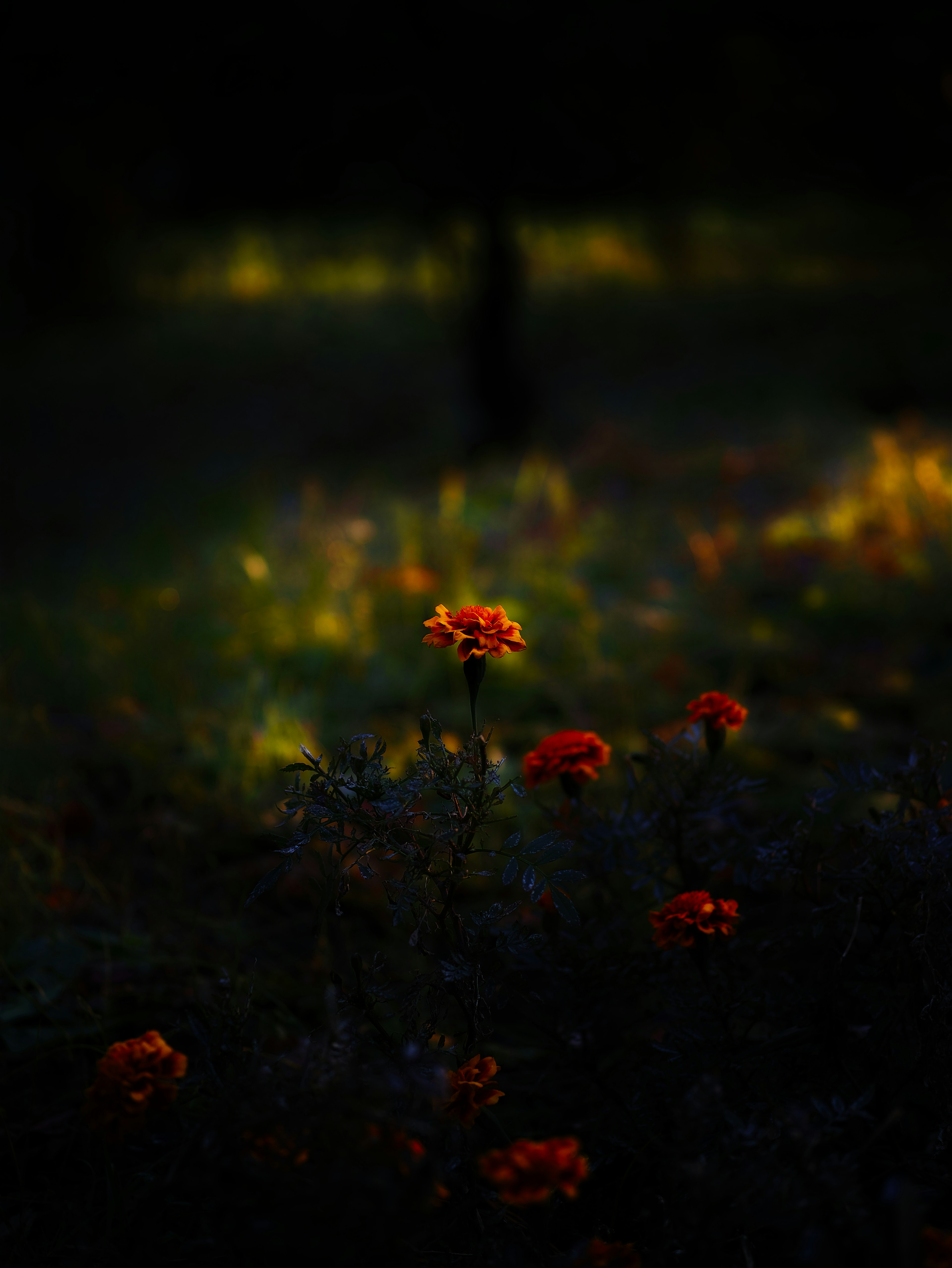 Leuchtend orange Blumen heben sich vor einem dunklen Hintergrund ab