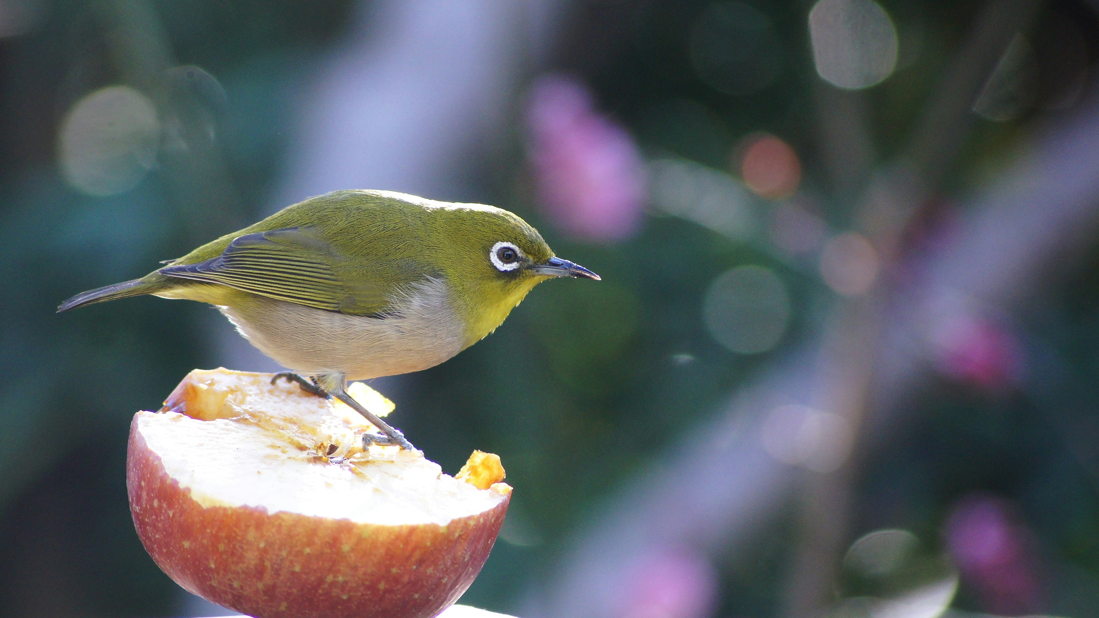 Un pequeño pájaro verde posado sobre una manzana con un fondo floral borroso