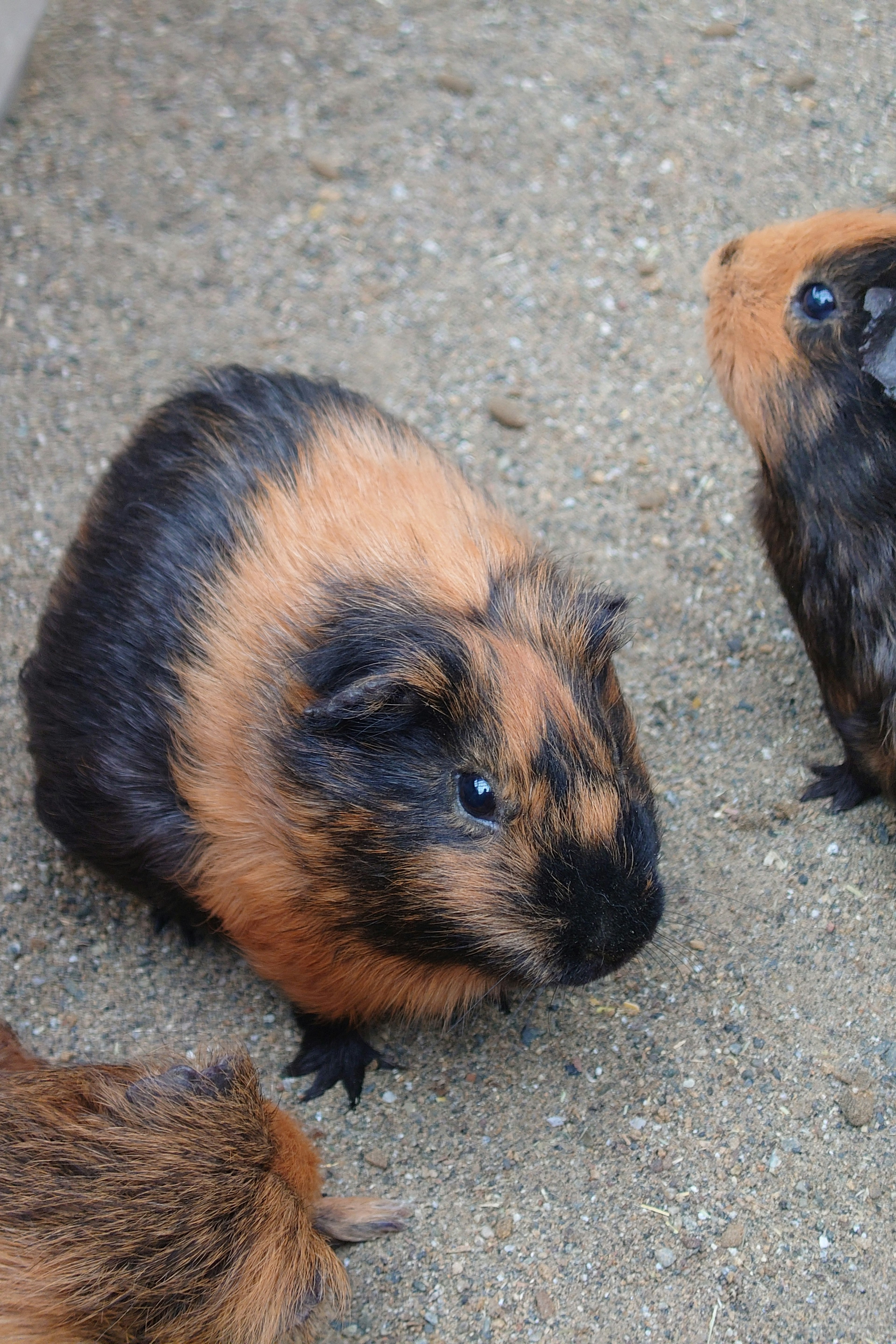 Guinea pig dengan bulu coklat dan hitam duduk di atas pasir