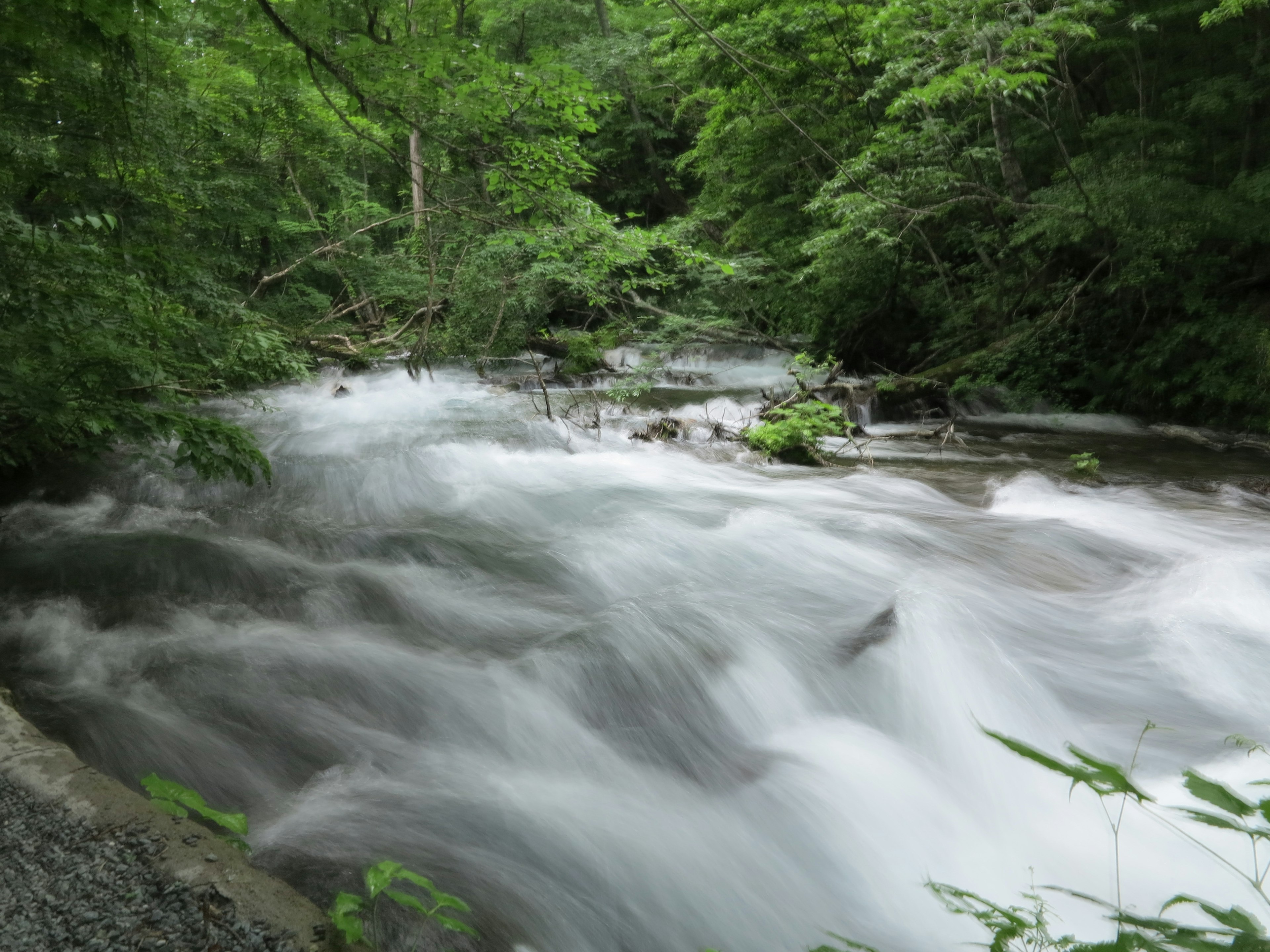 Eine malerische Aussicht auf einen fließenden Bach, umgeben von üppigem Grün