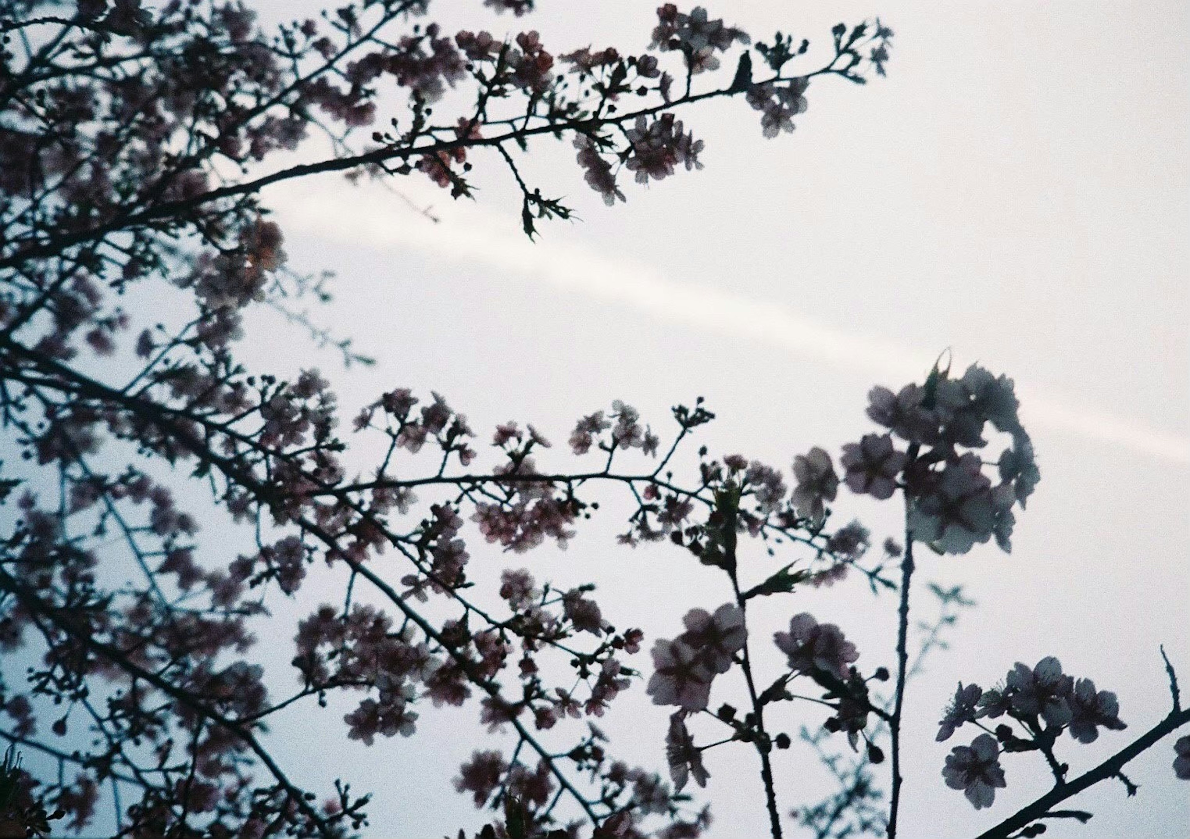 Rami di ciliegio in fiore contro un cielo pallido