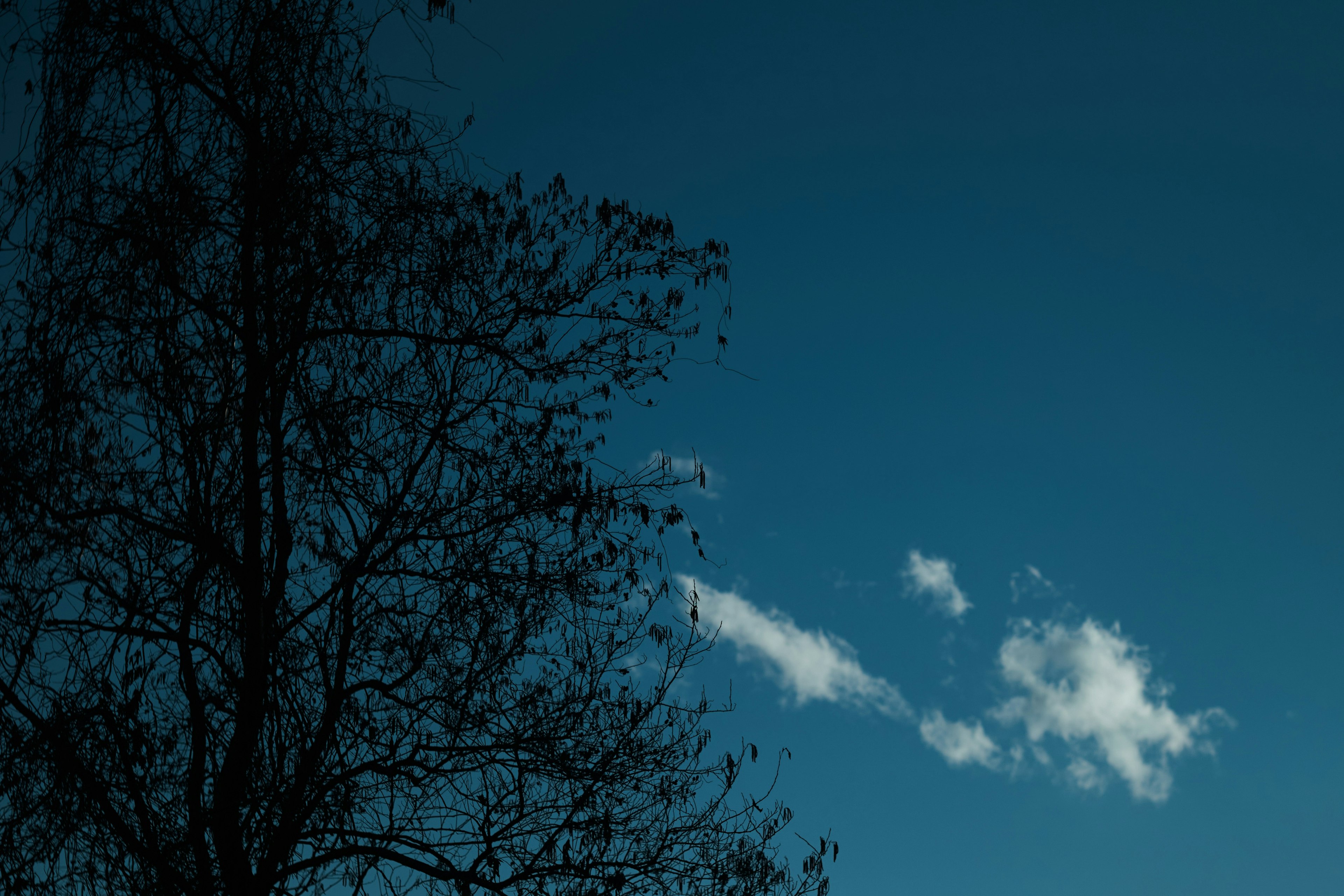 Silhouette eines Baumes vor einem dunklen blauen Himmel mit Wolken