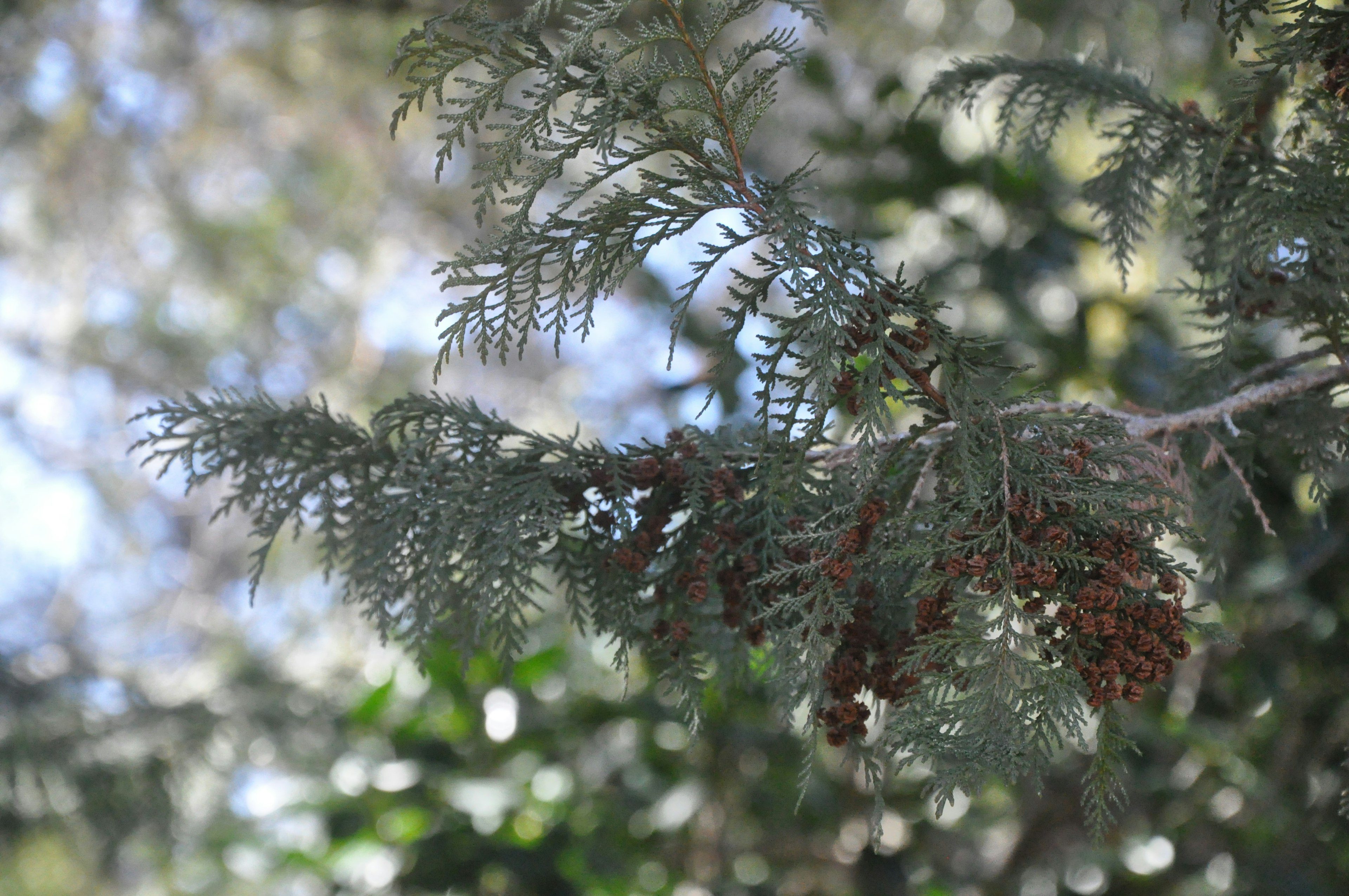 Close-up of pine tree branches with pine cones and green foliage