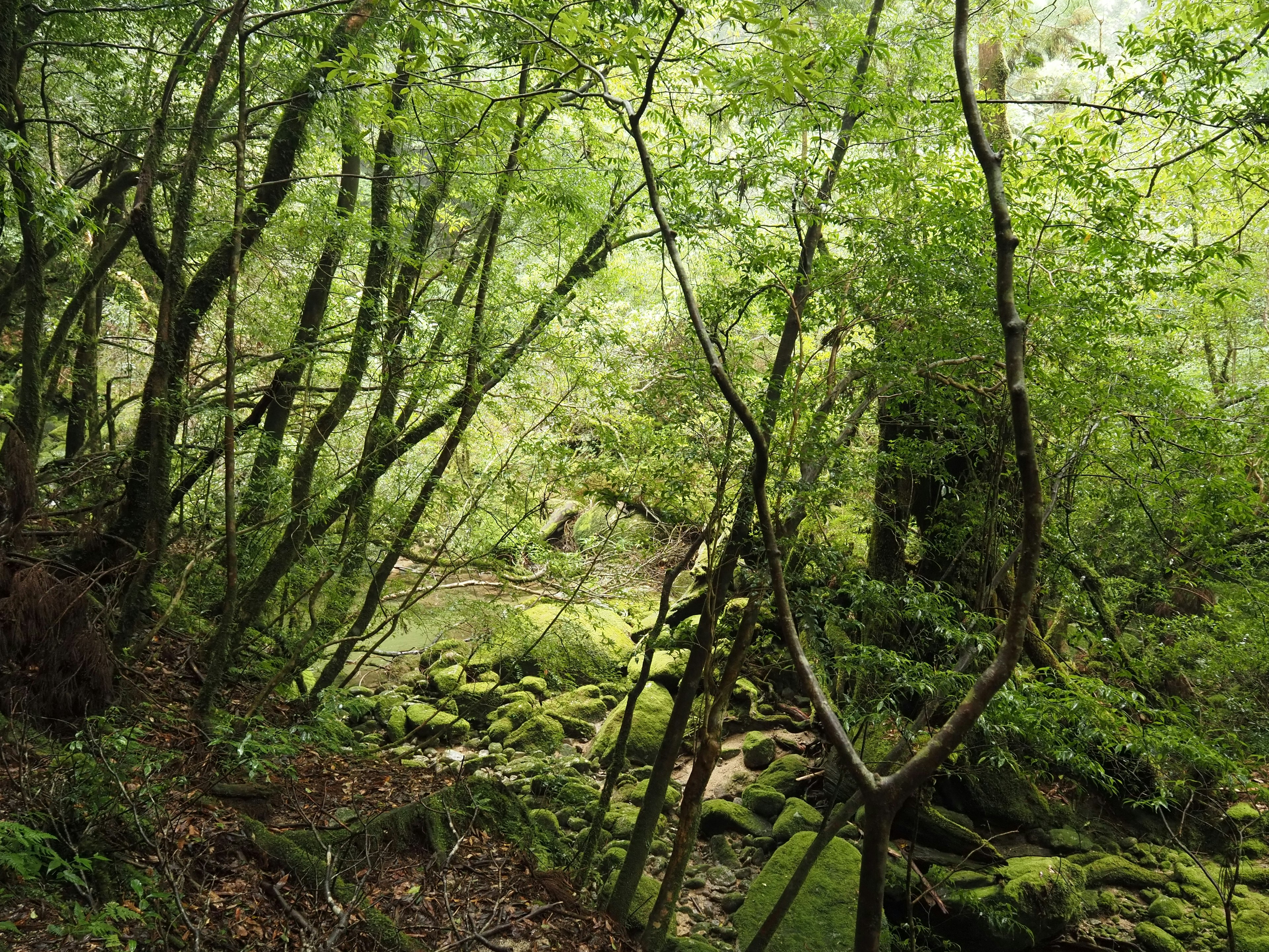 Scena di foresta lussureggiante con alberi e terreno coperto di muschio