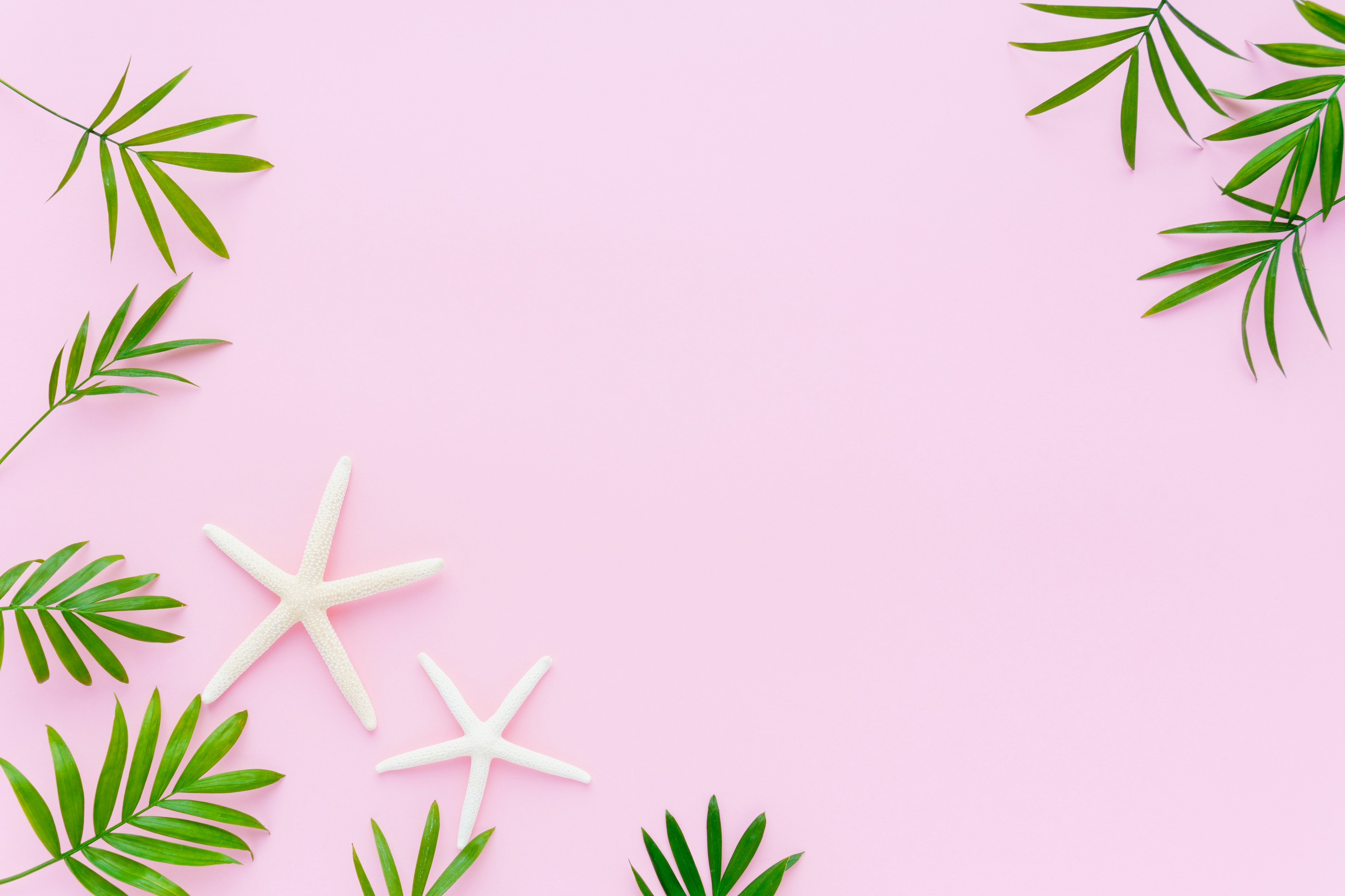 Diseño con estrellas de mar blancas y hojas verdes sobre un fondo rosa