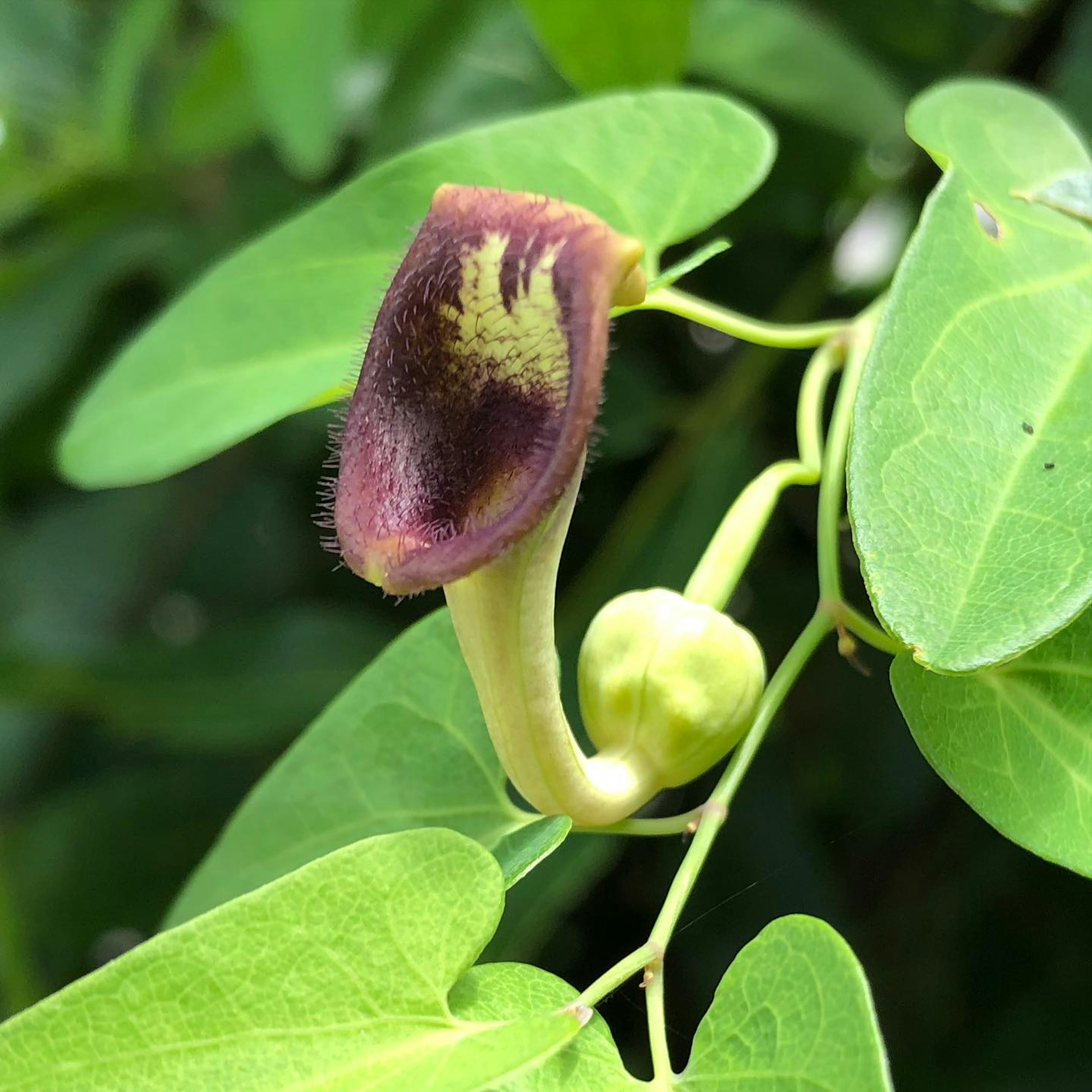 特写植物，紫色花朵和绿色叶子