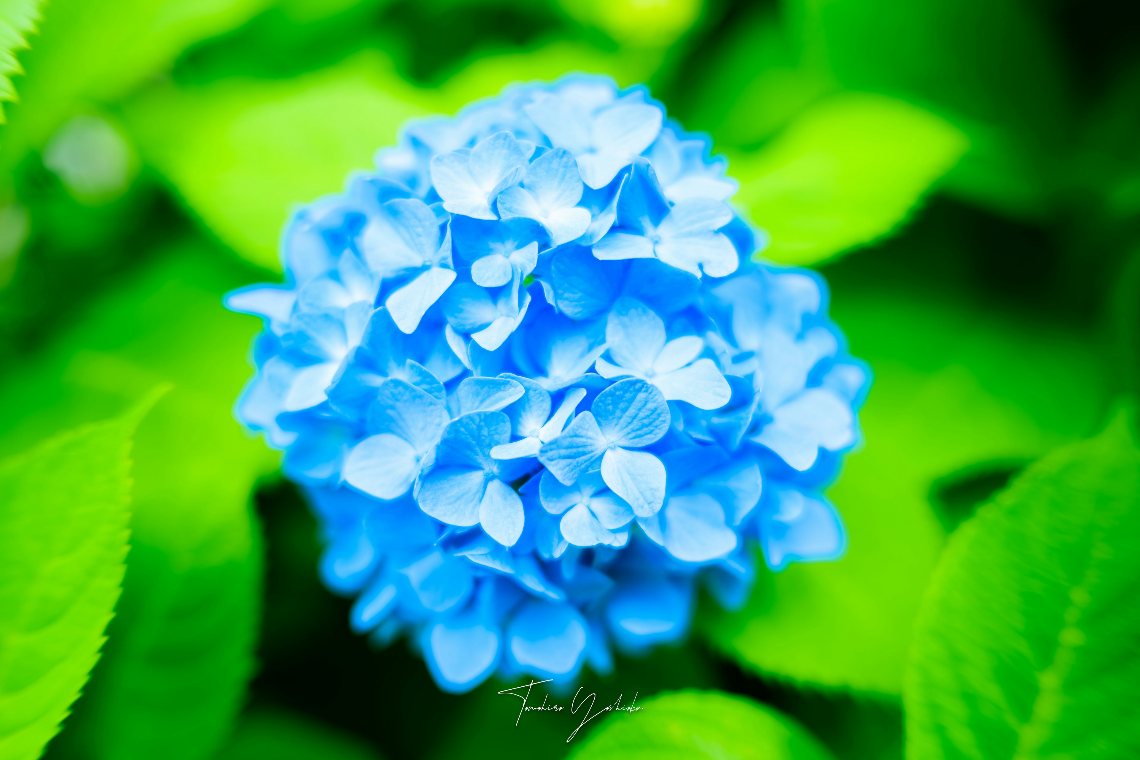 photo-BocSF63RUsjaOVBSvnoy-image