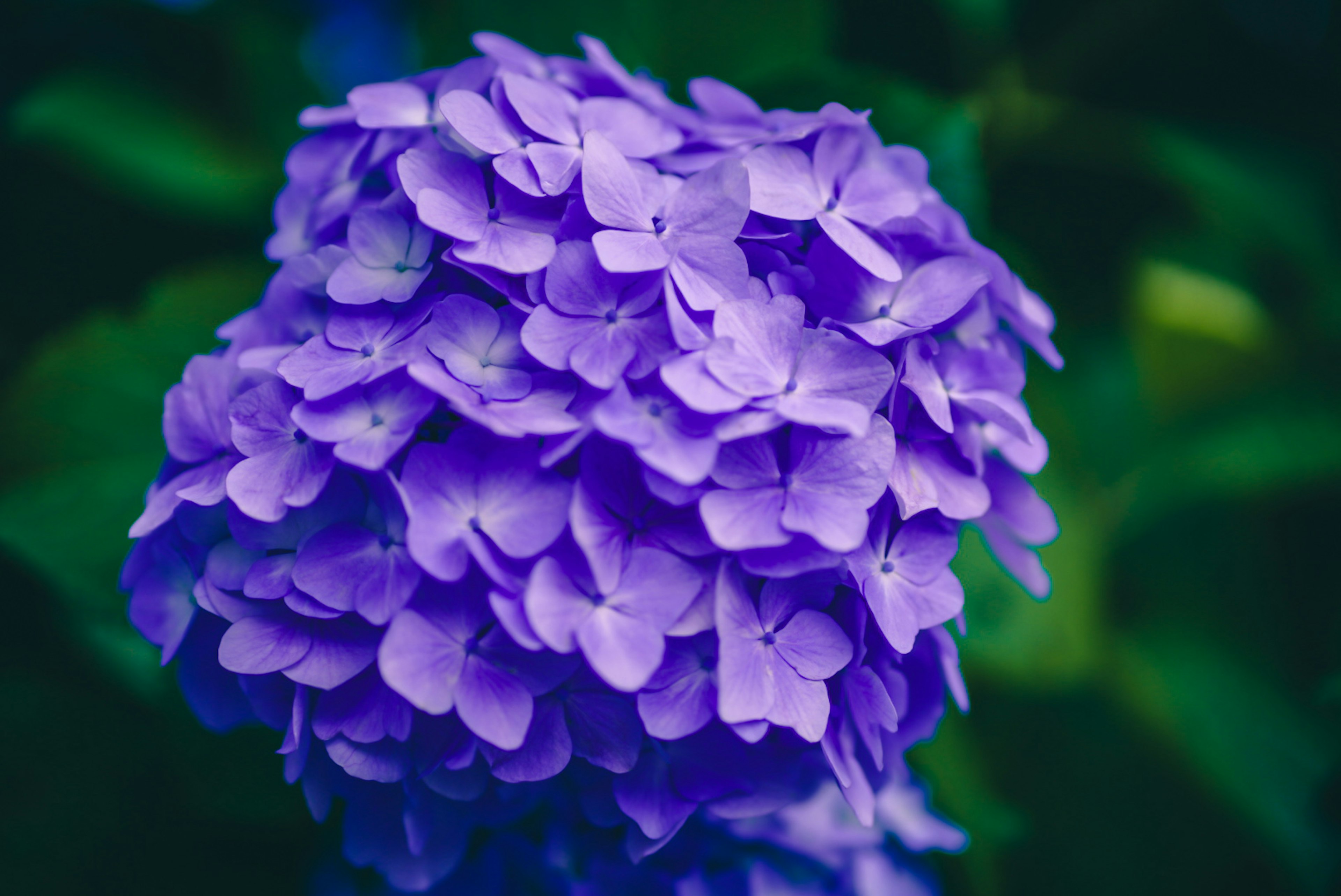 鮮やかな紫色のアジサイの花のクローズアップ