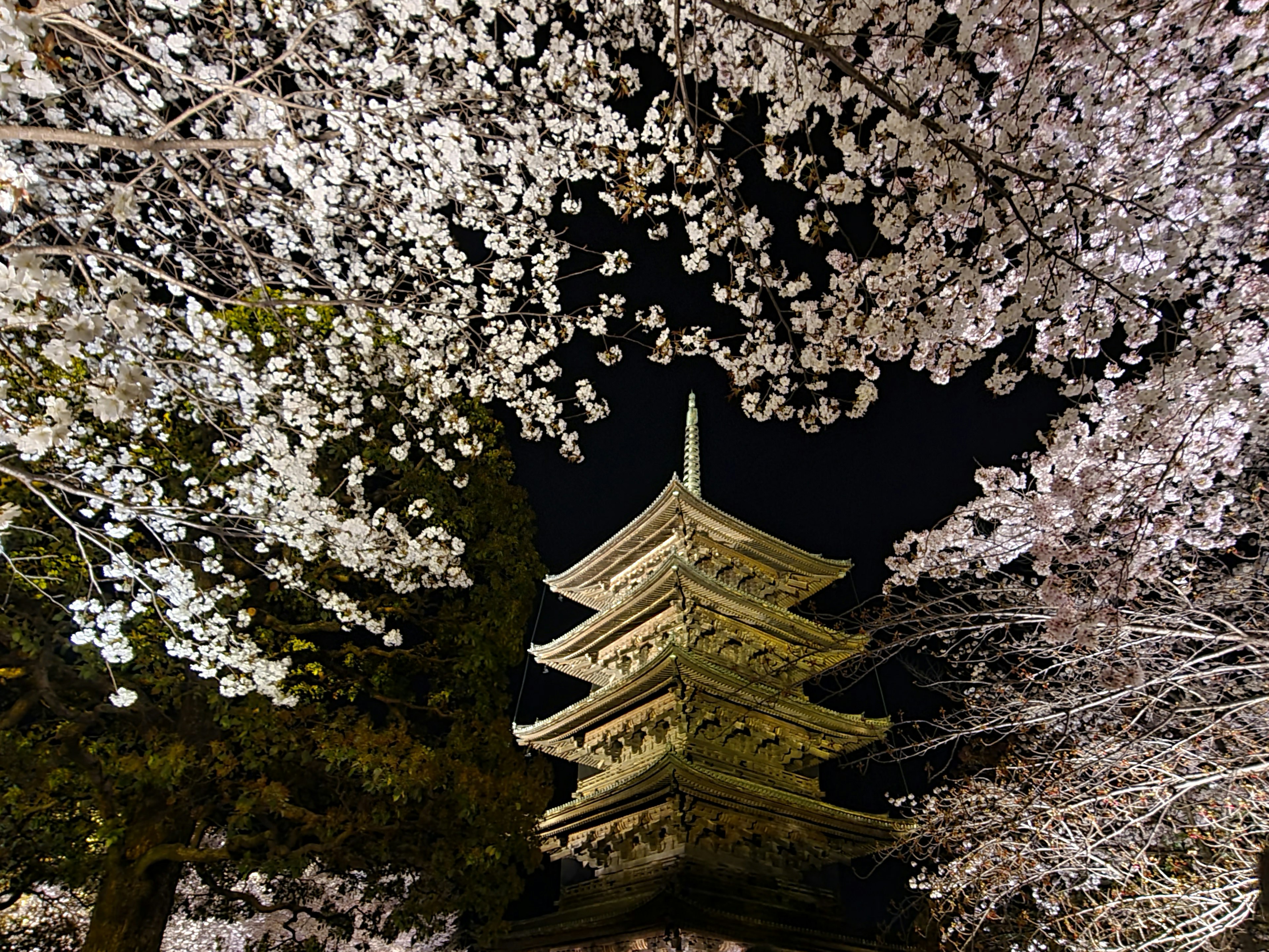 Hermosa vista de los cerezos en flor y una pagoda de cinco pisos de noche