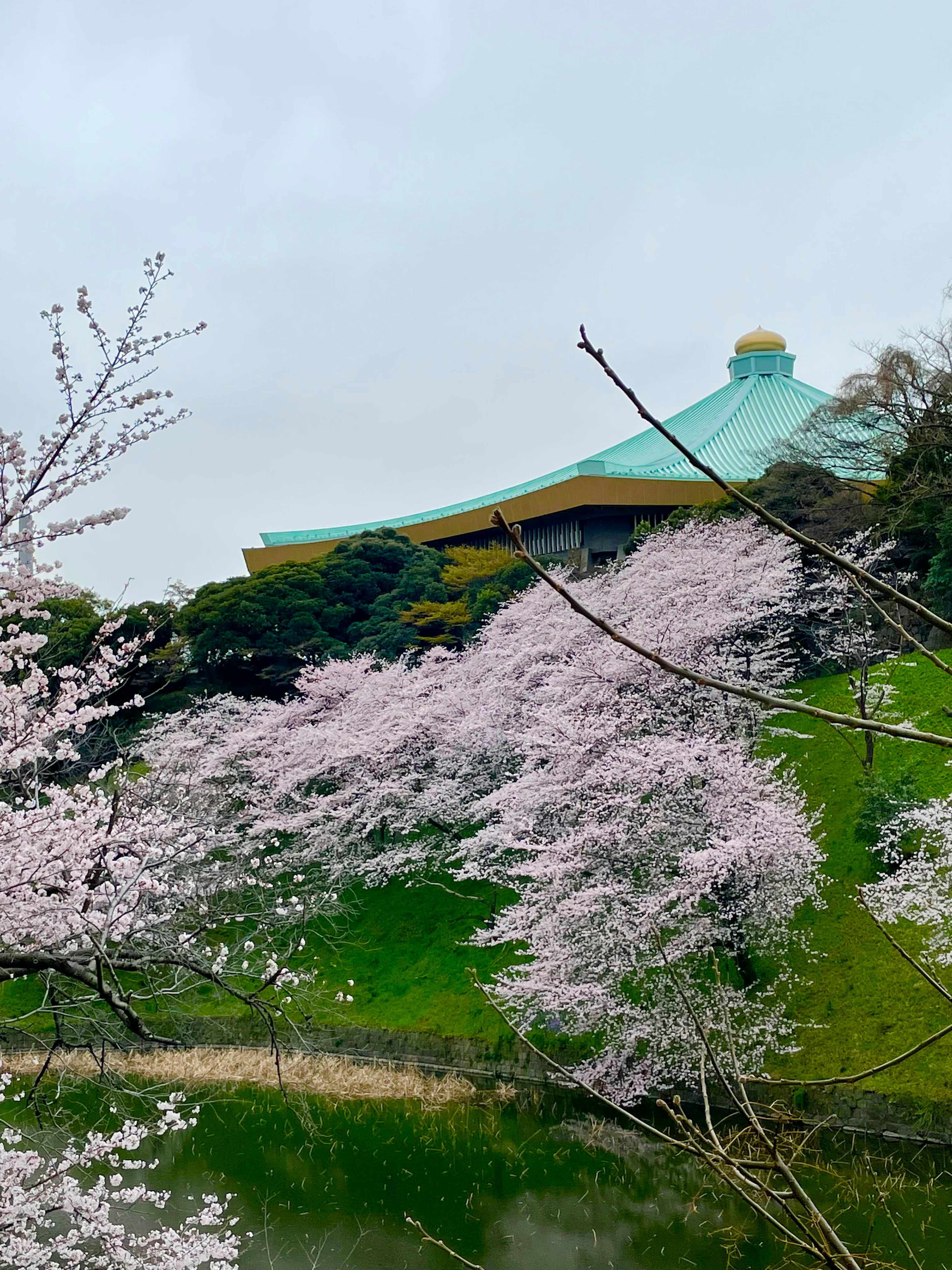 桜の木と緑の丘を背景にした美しい建物