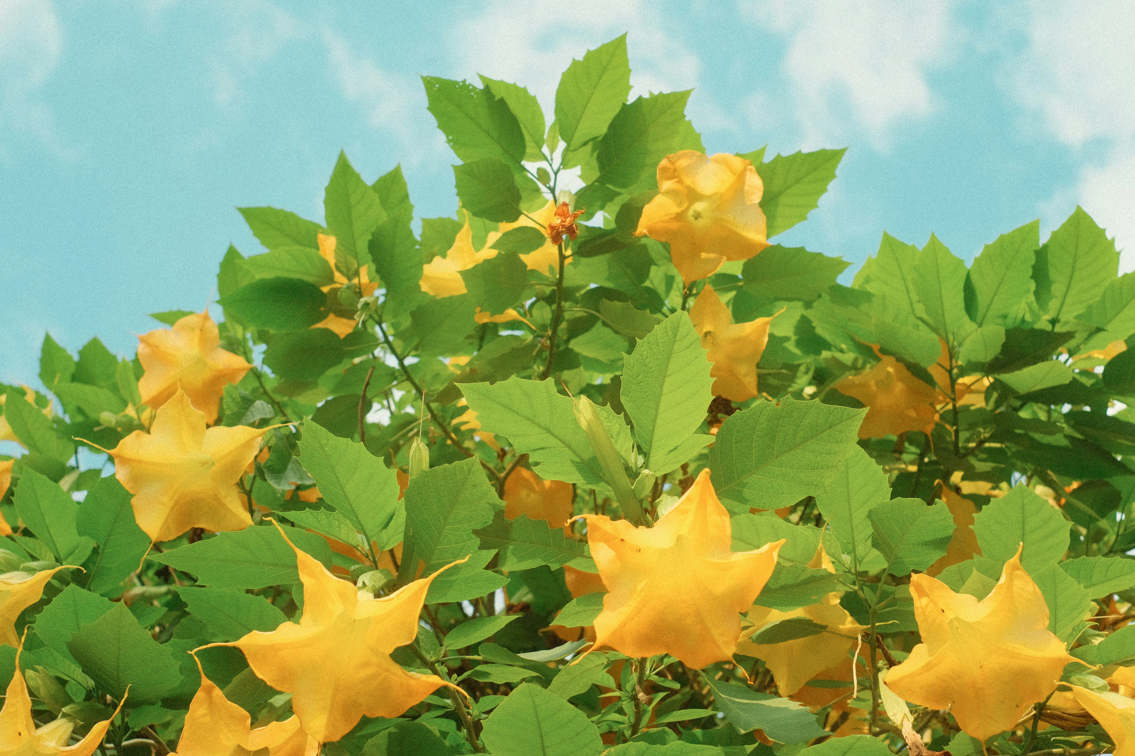 Upper part of a tree with vibrant yellow star-shaped leaves under a blue sky