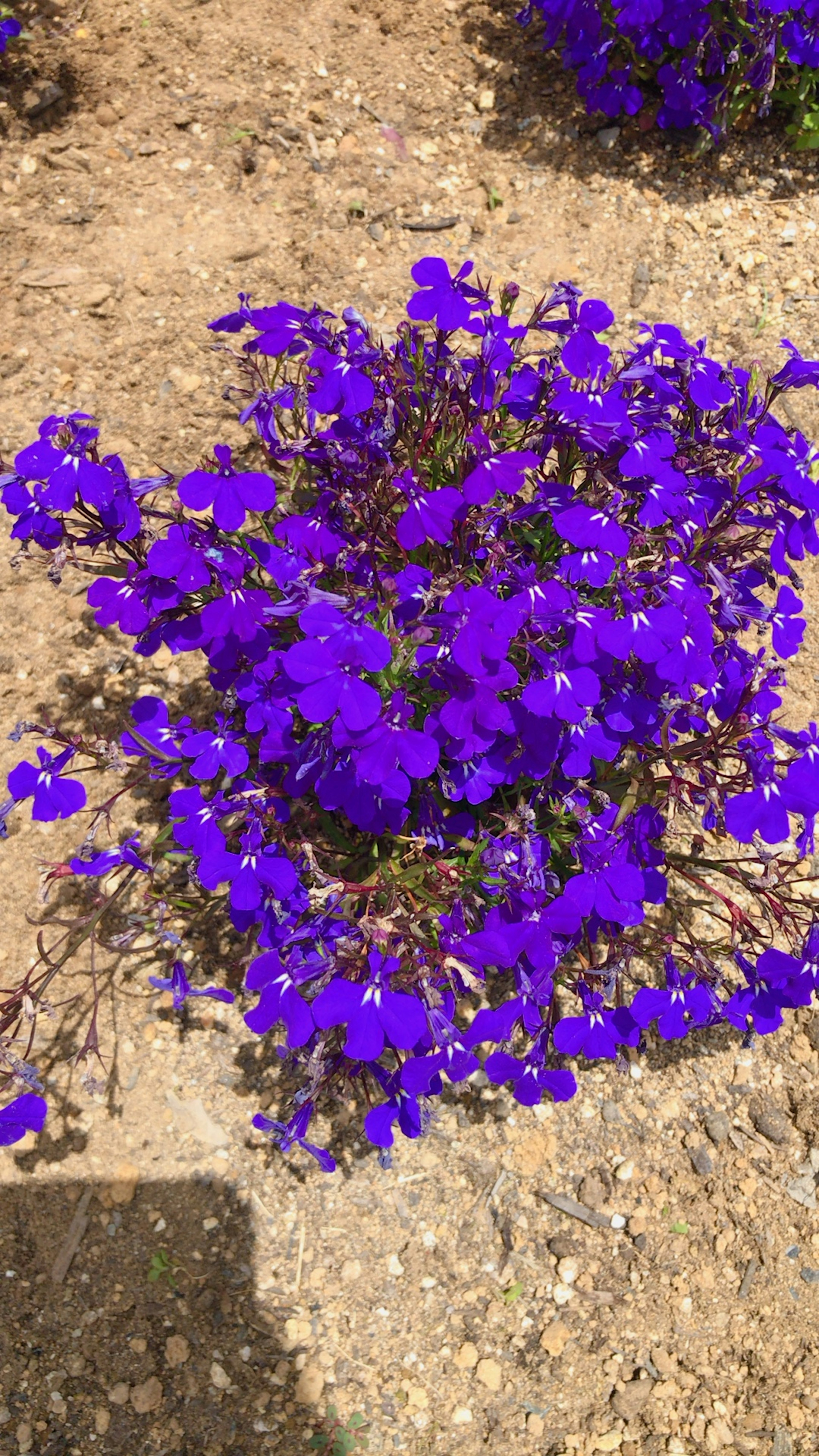 Grupo de flores moradas vibrantes en flor