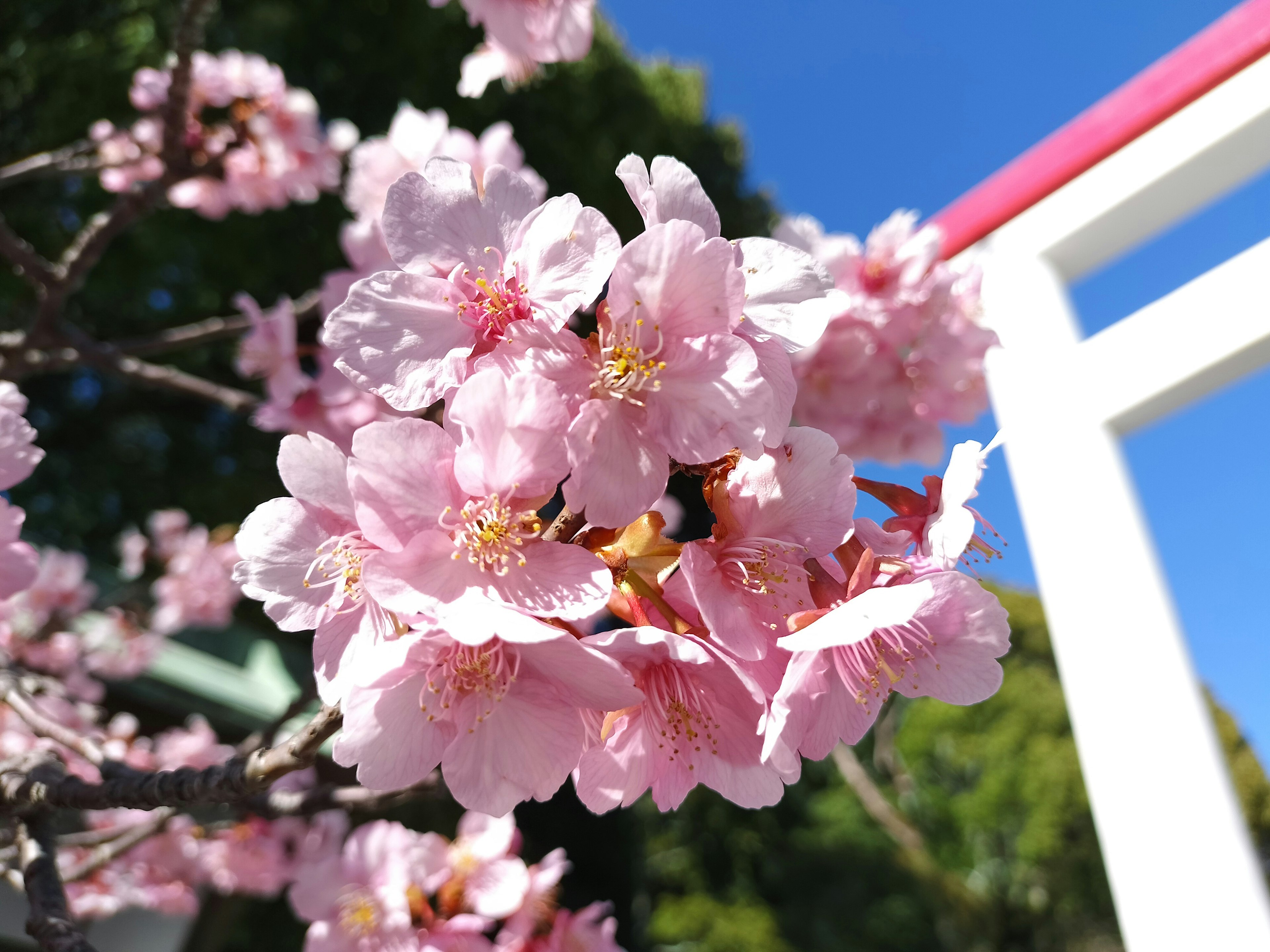 Fleurs de cerisier en fleurs avec un ciel bleu et un portail torii rouge en arrière-plan