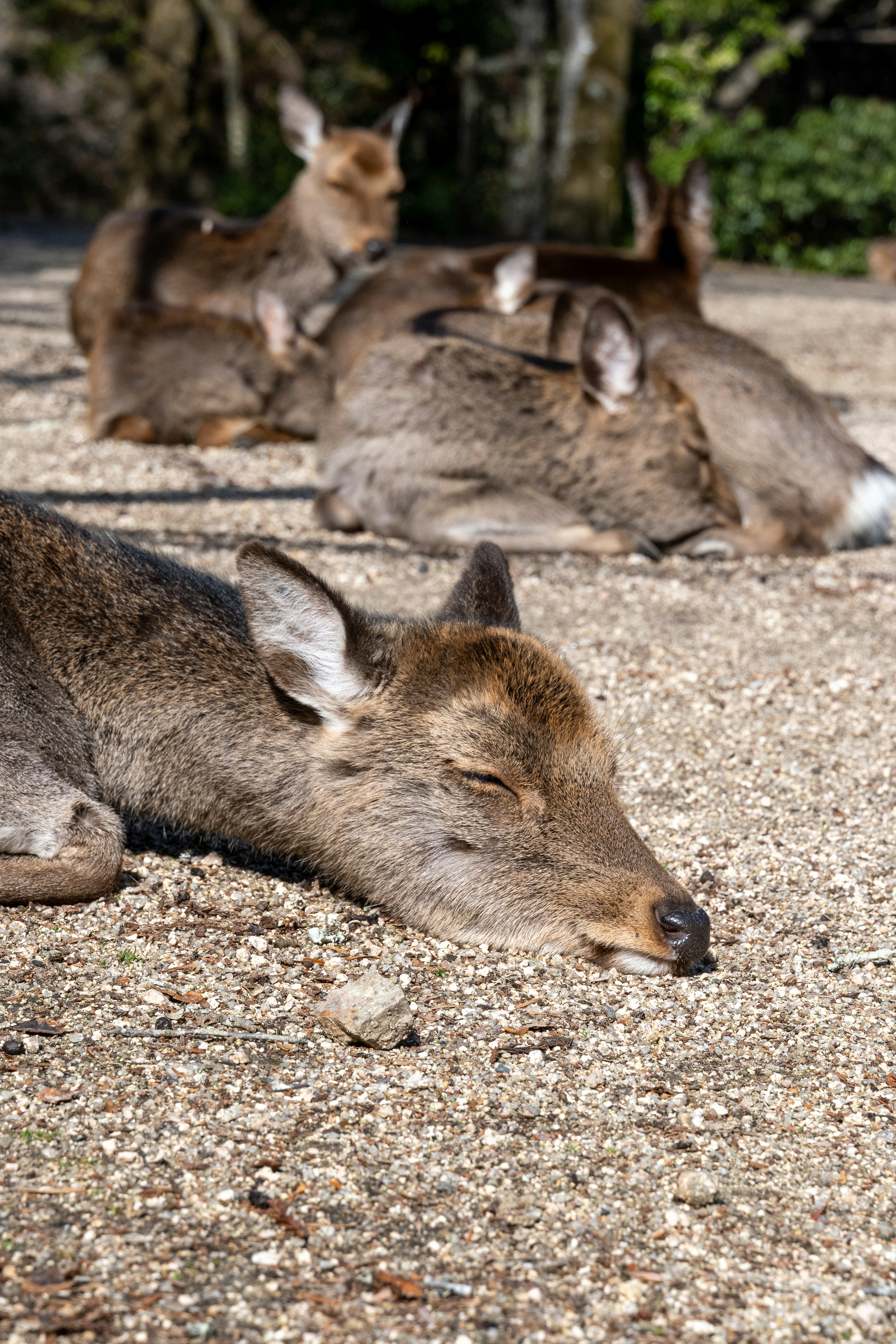 A group of deer peacefully resting on gravel ground