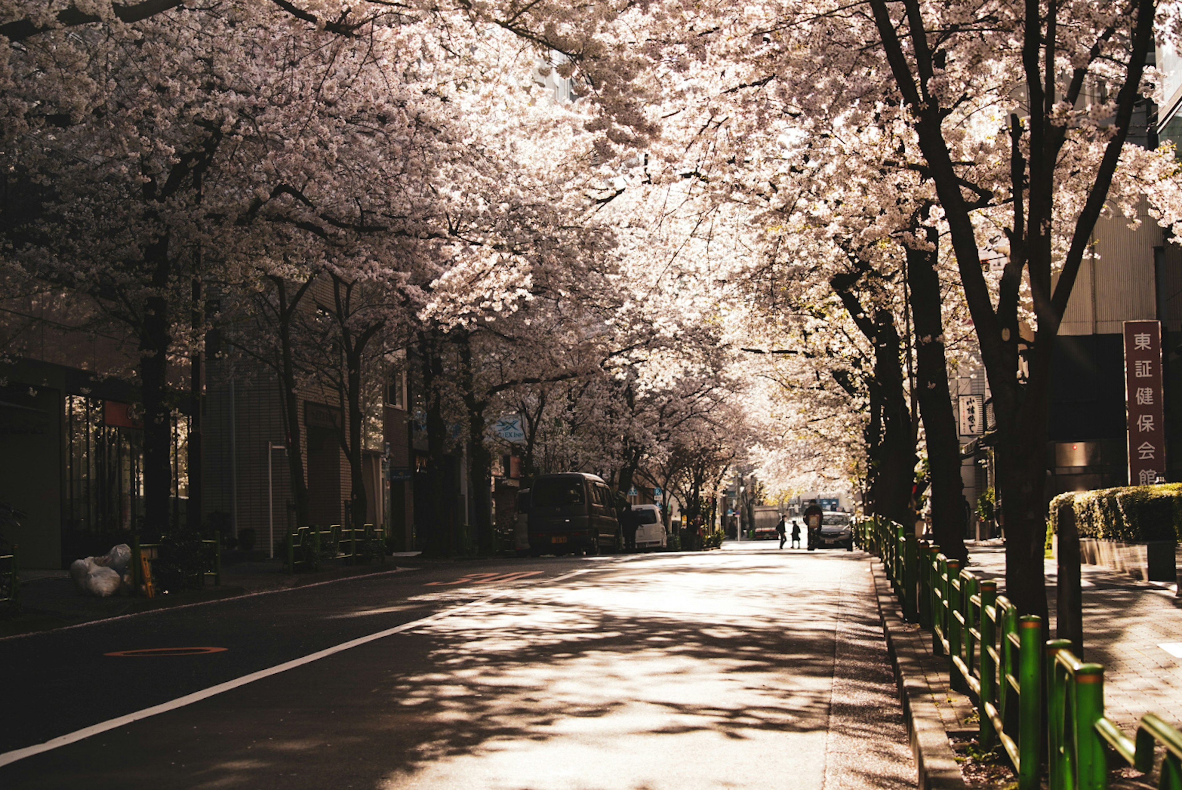 Rue tranquille bordée d'arbres en fleurs éclairée par une lumière douce