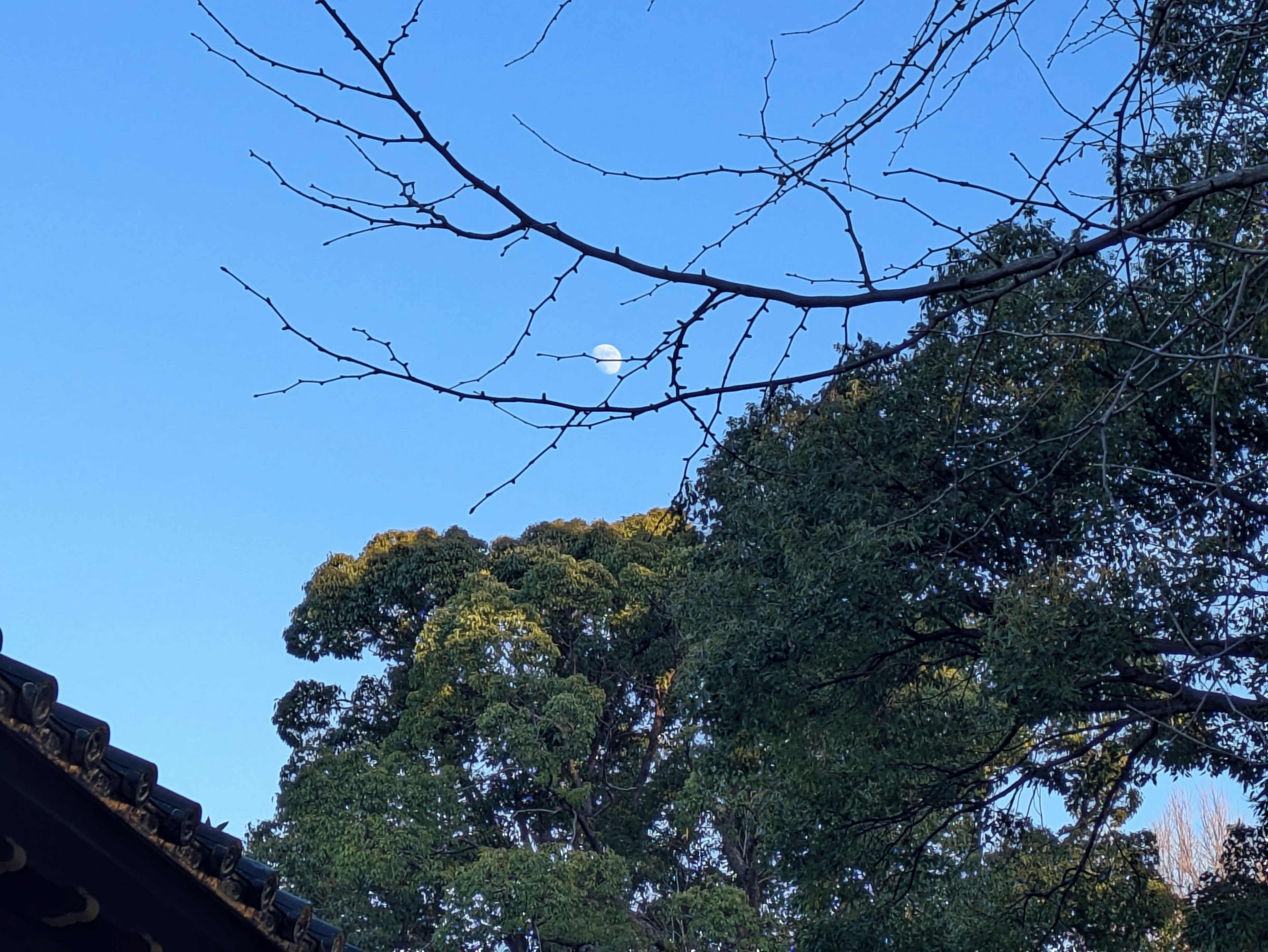 Bulan di langit biru dengan siluet pohon