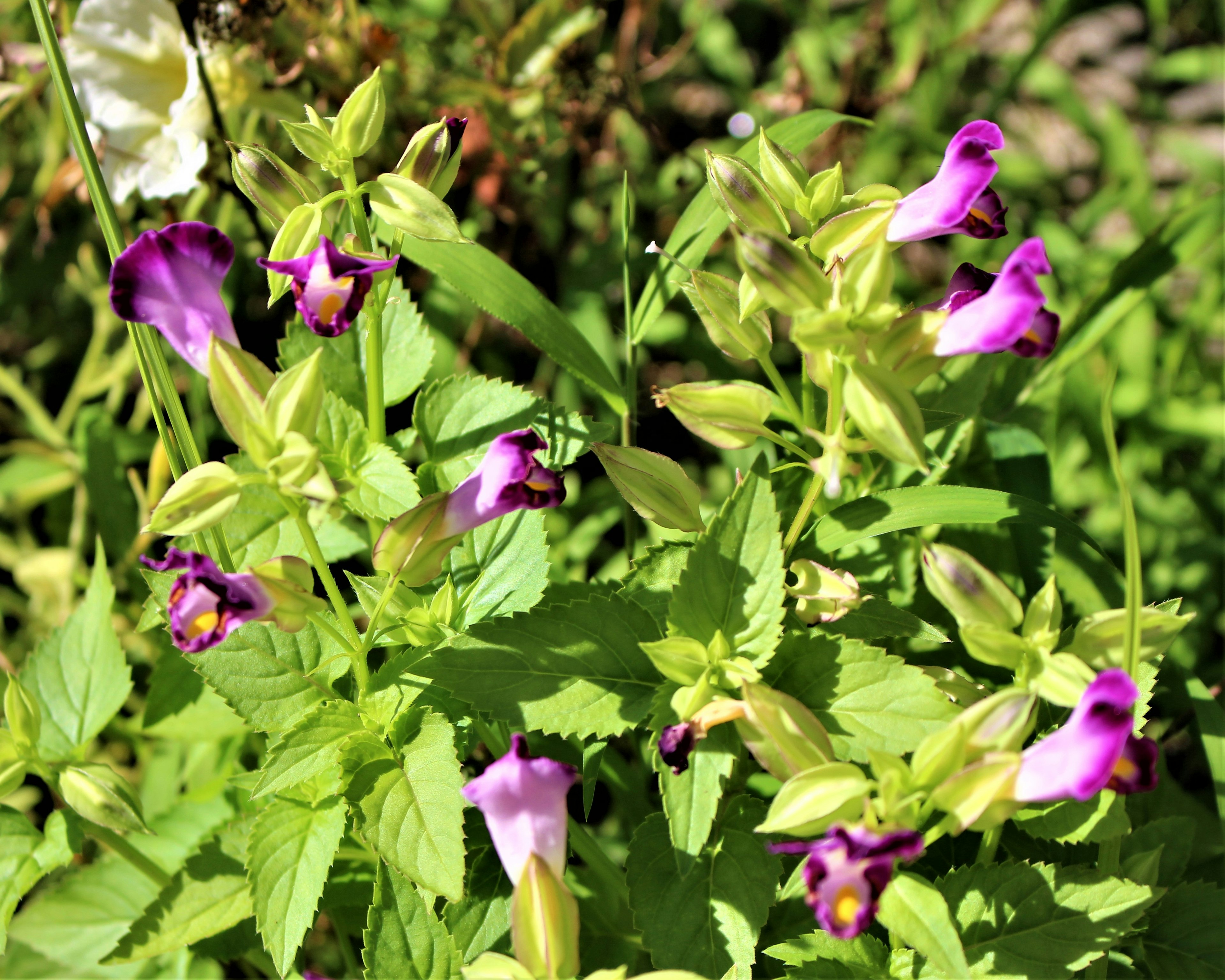 Nahaufnahme einer Pflanze mit lila Blumen umgeben von grünen Blättern