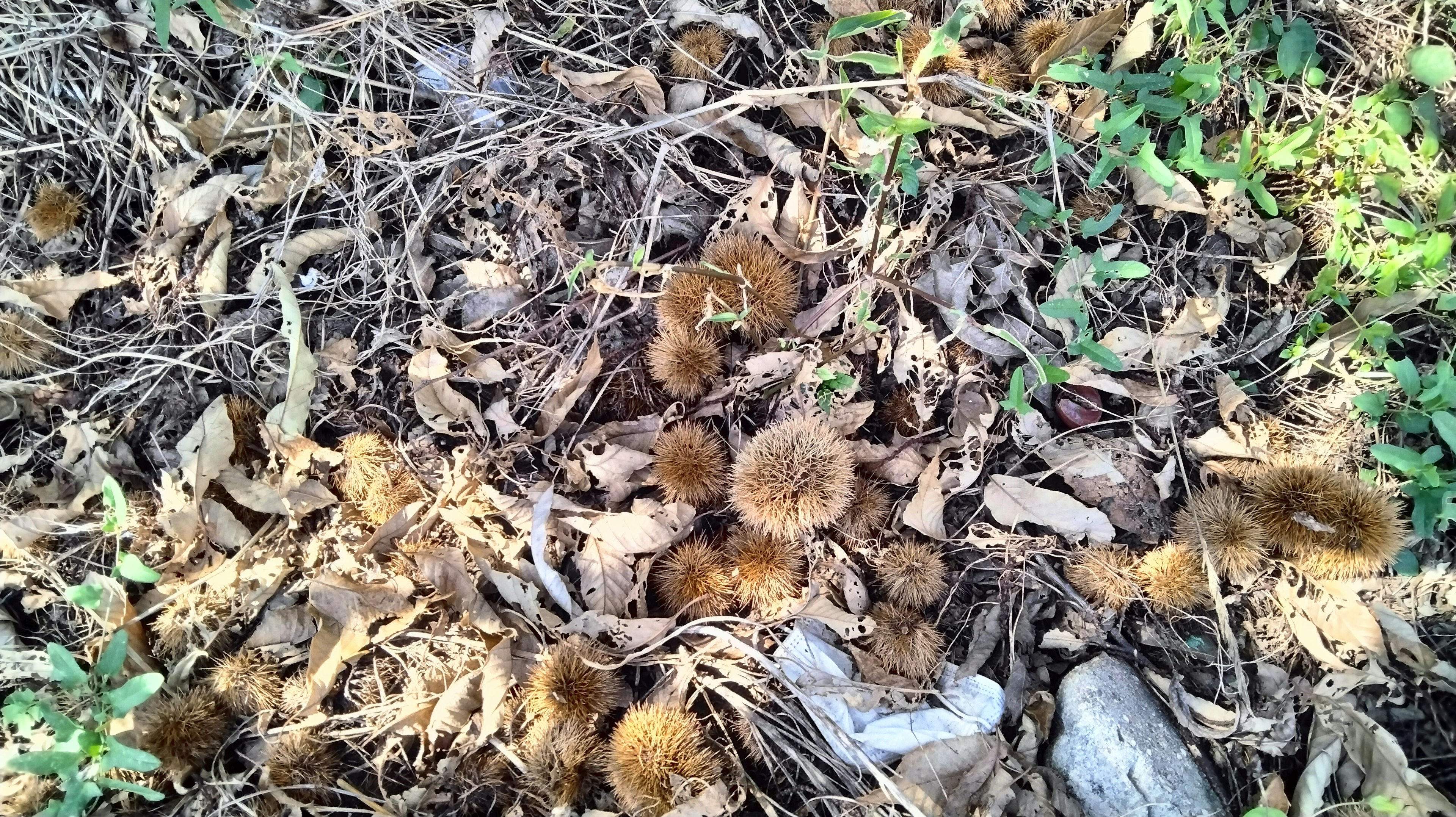 Paisaje de cáscaras de castañas y hojas caídas en el suelo