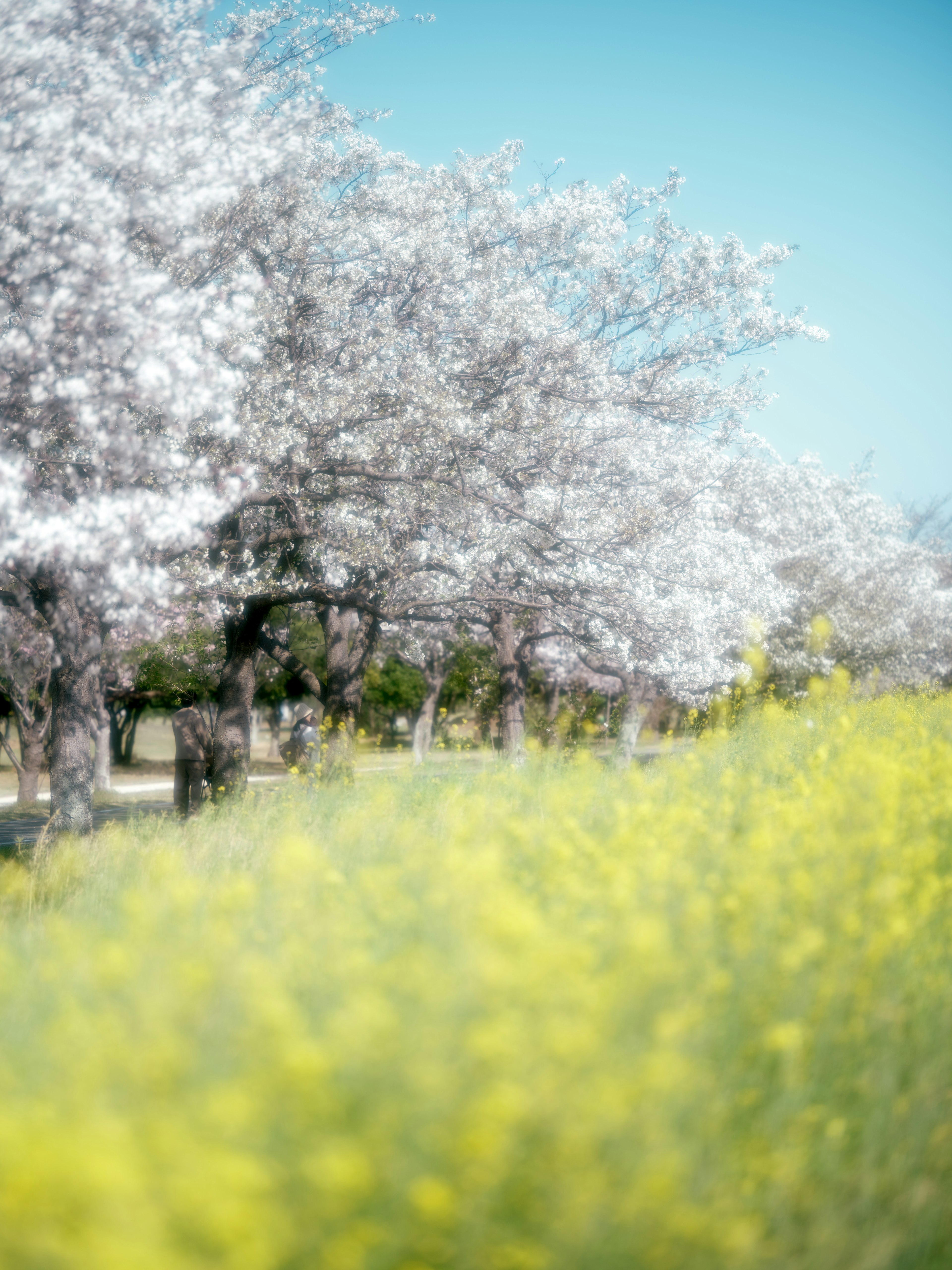 Pemandangan dengan pohon cherry blossom putih dan bunga kuning