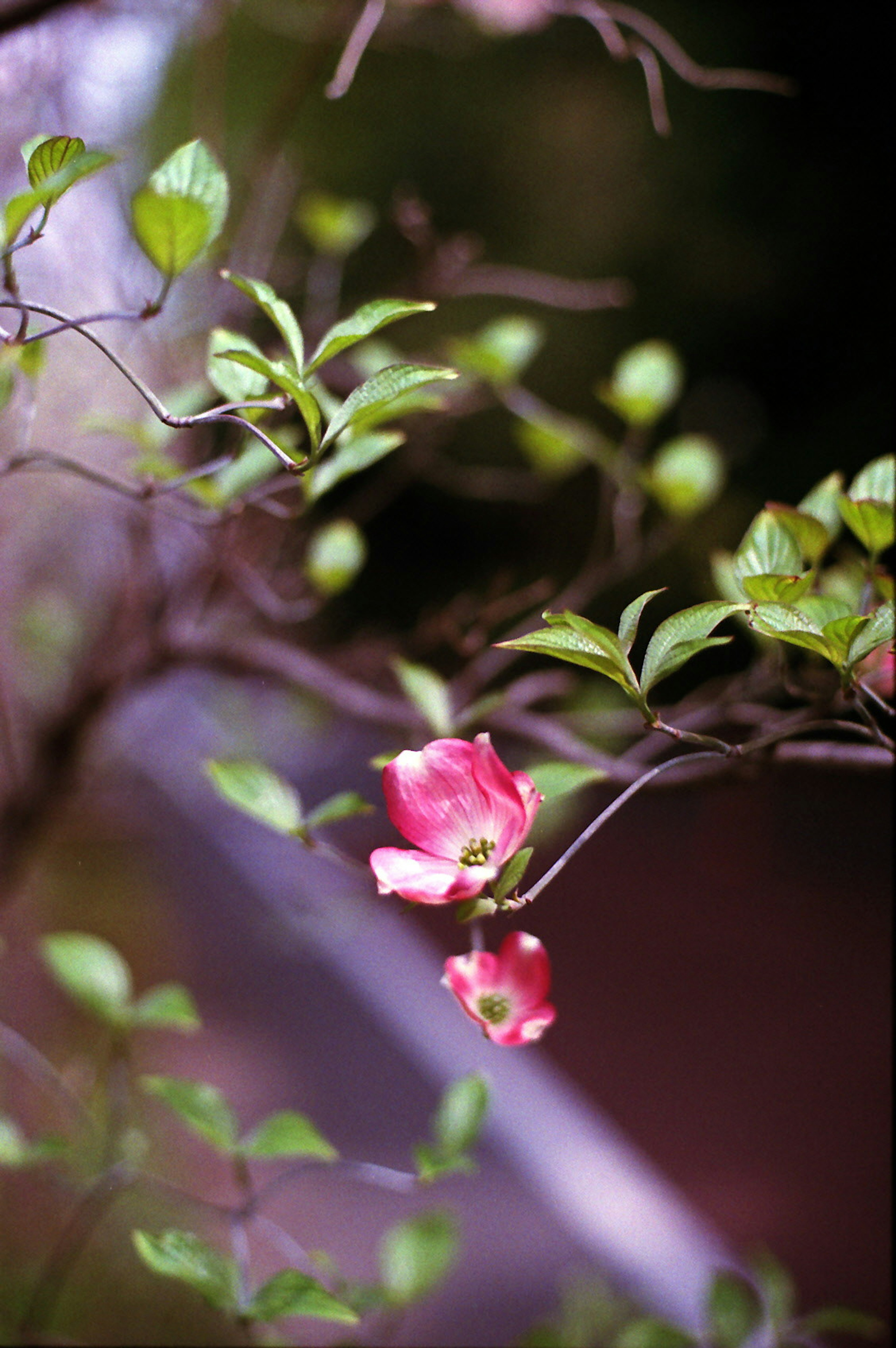 粉色花朵和绿色叶子的树枝特写