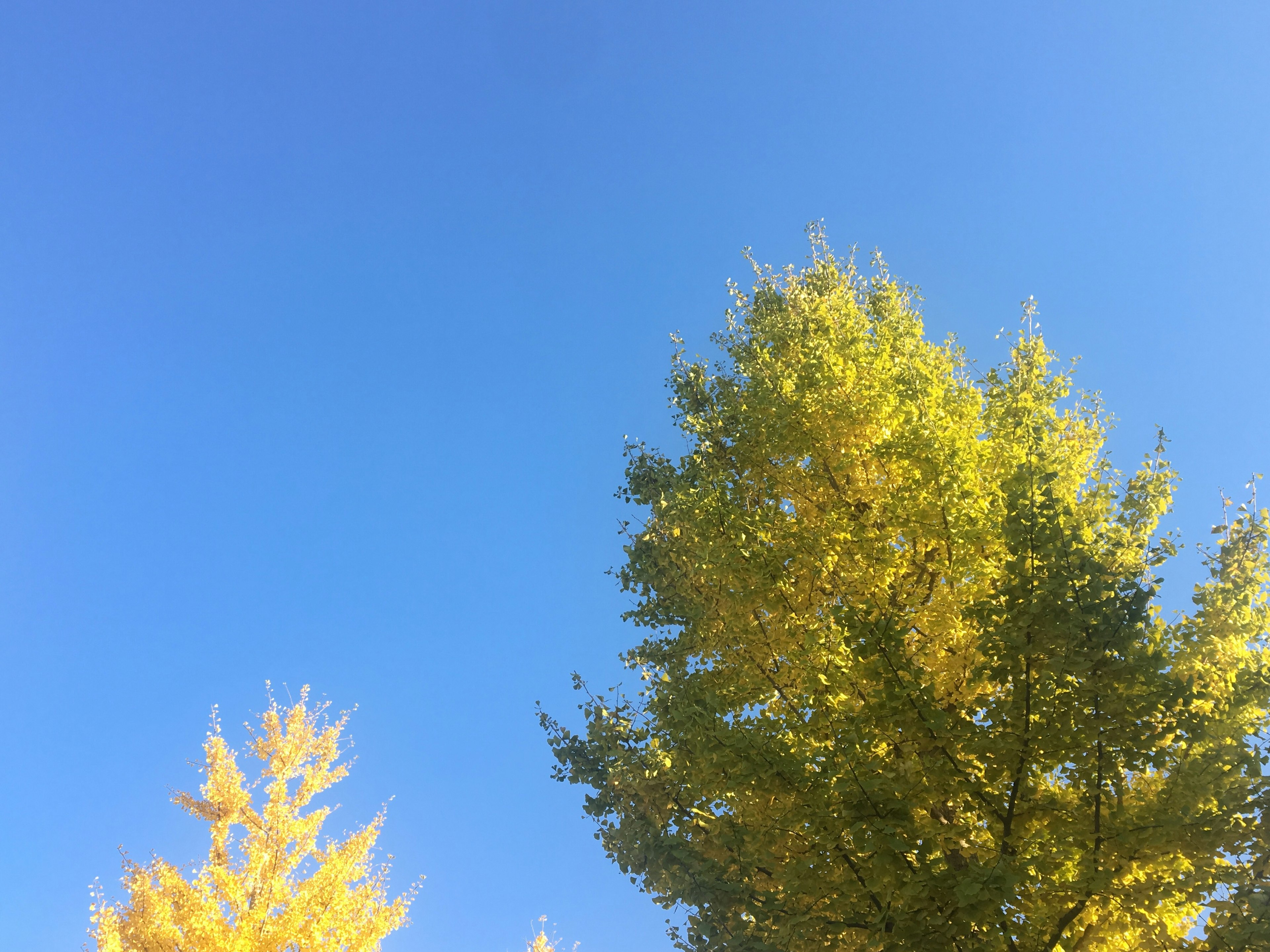 Paesaggio di alberi con foglie dorate sotto un cielo blu