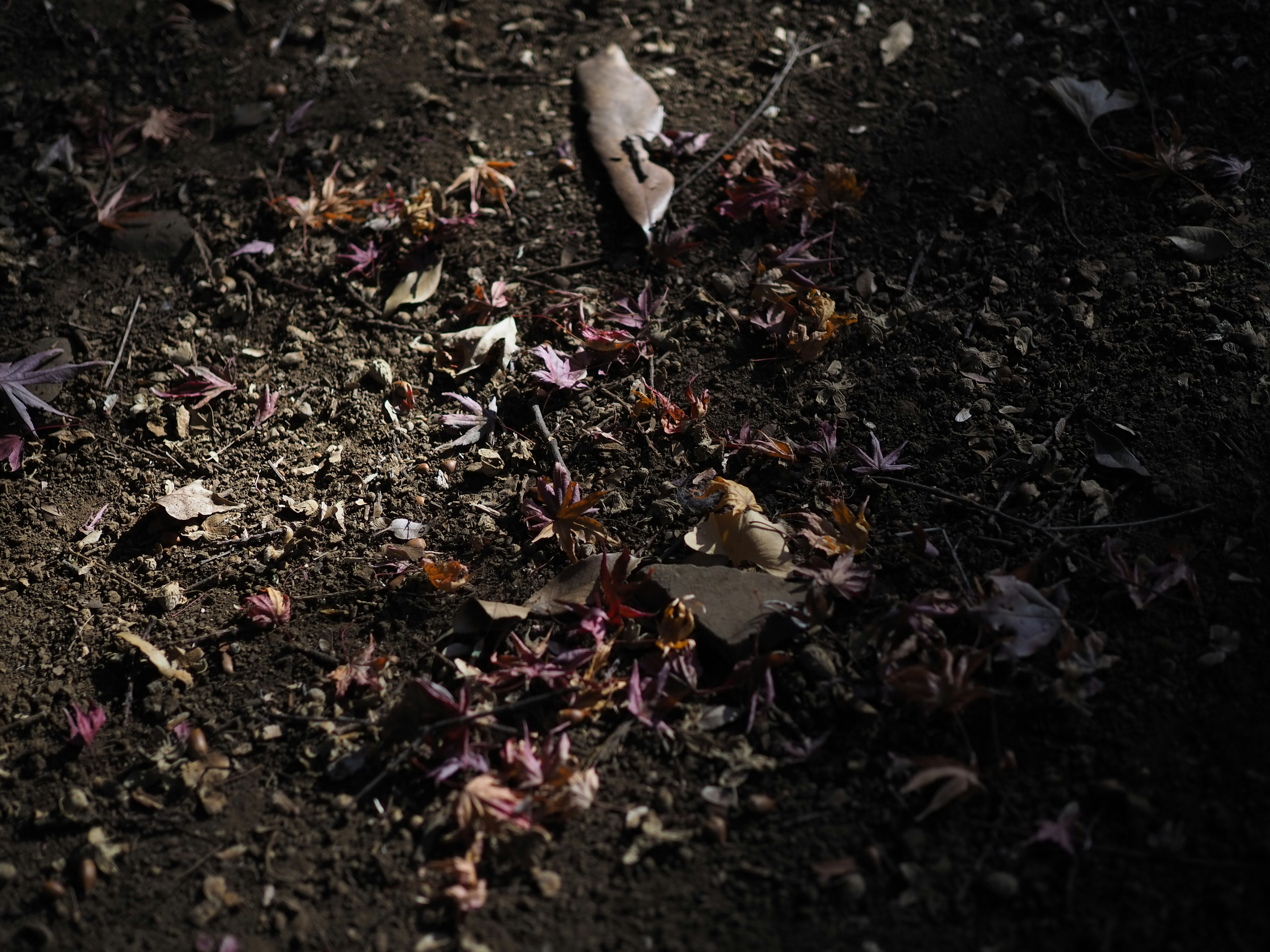 A dark ground scattered with fallen leaves