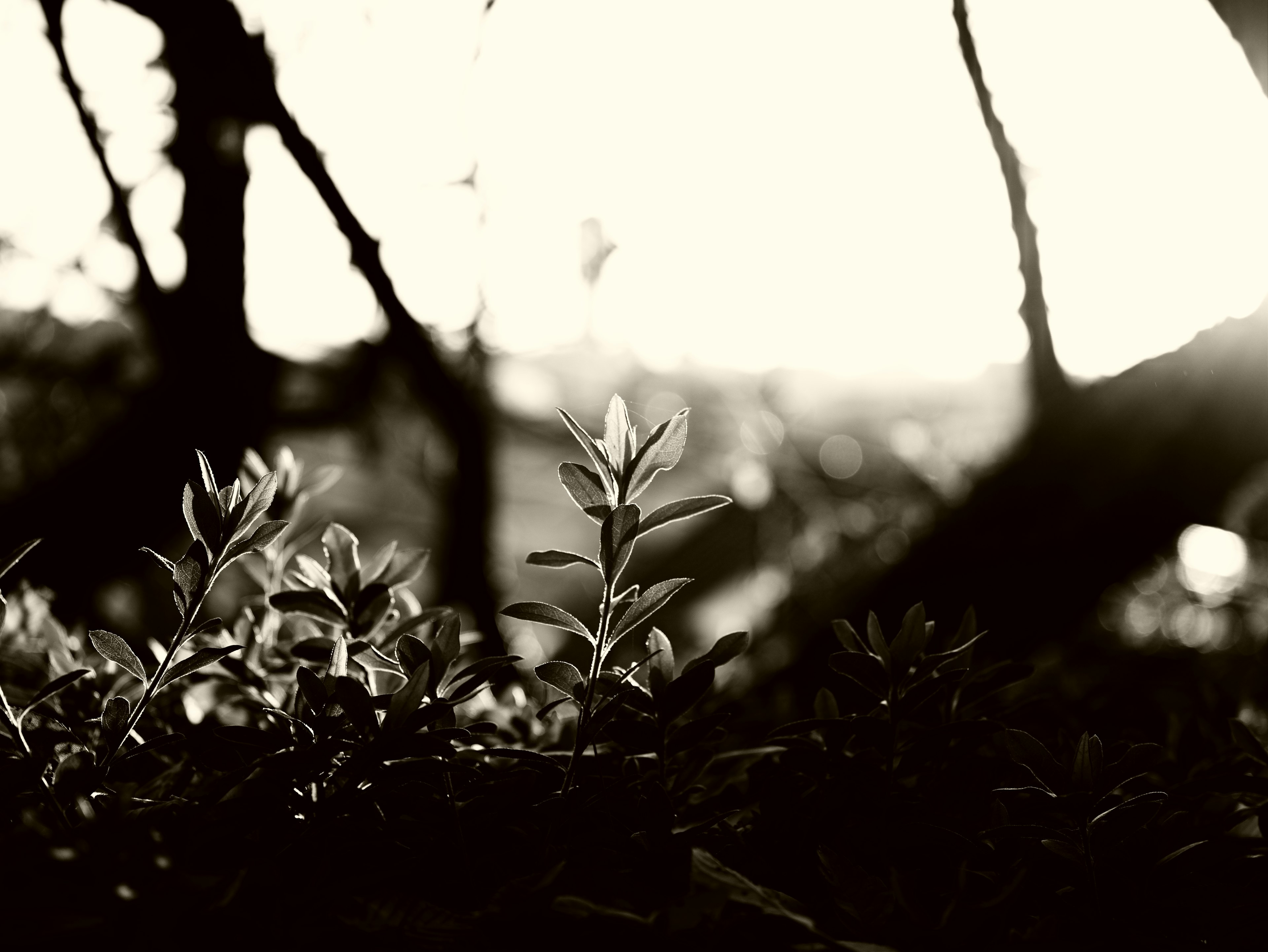 Monochrome landscape featuring green leaves illuminated by sunlight