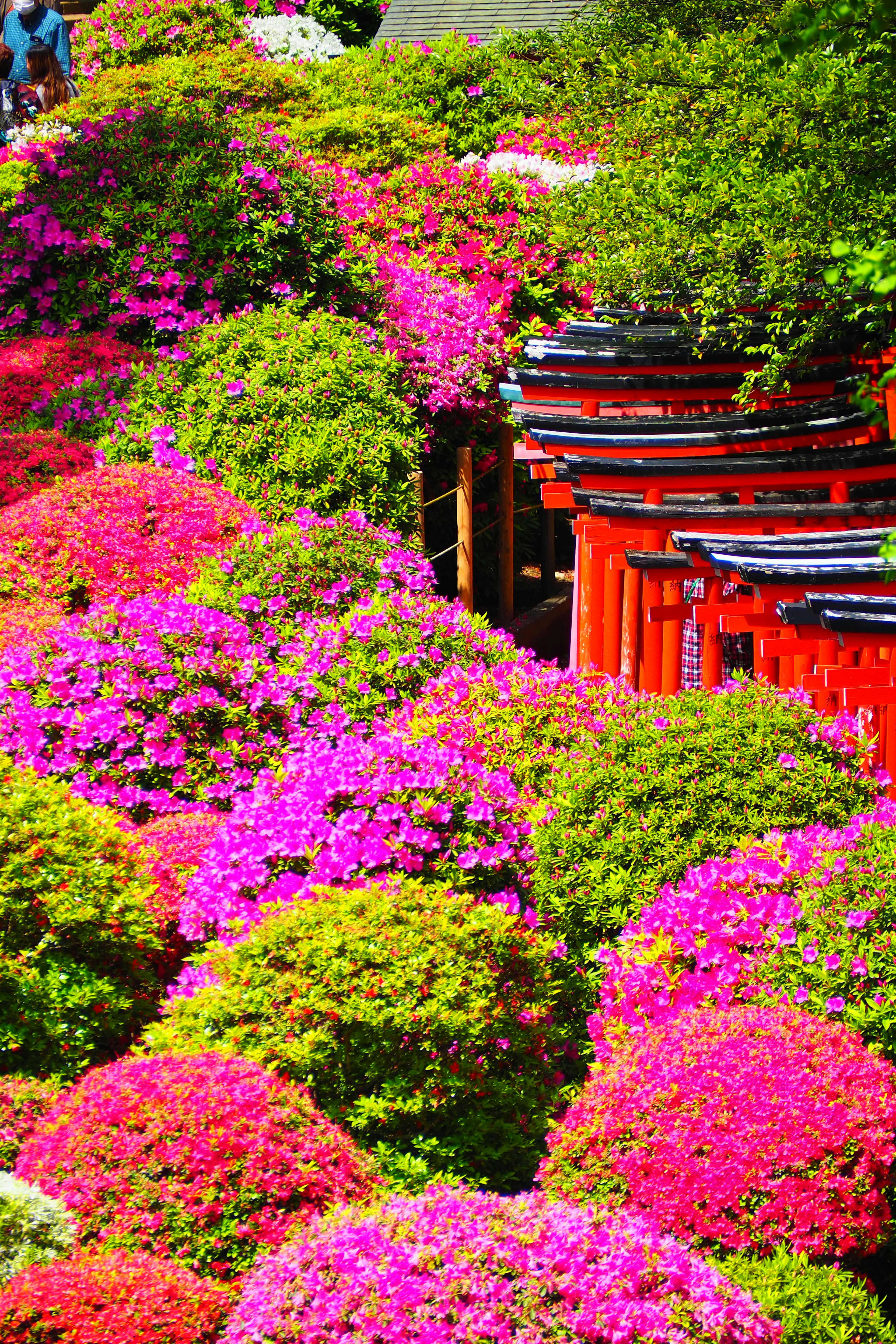 Azalea berwarna-warni mekar di taman dengan gerbang torii merah