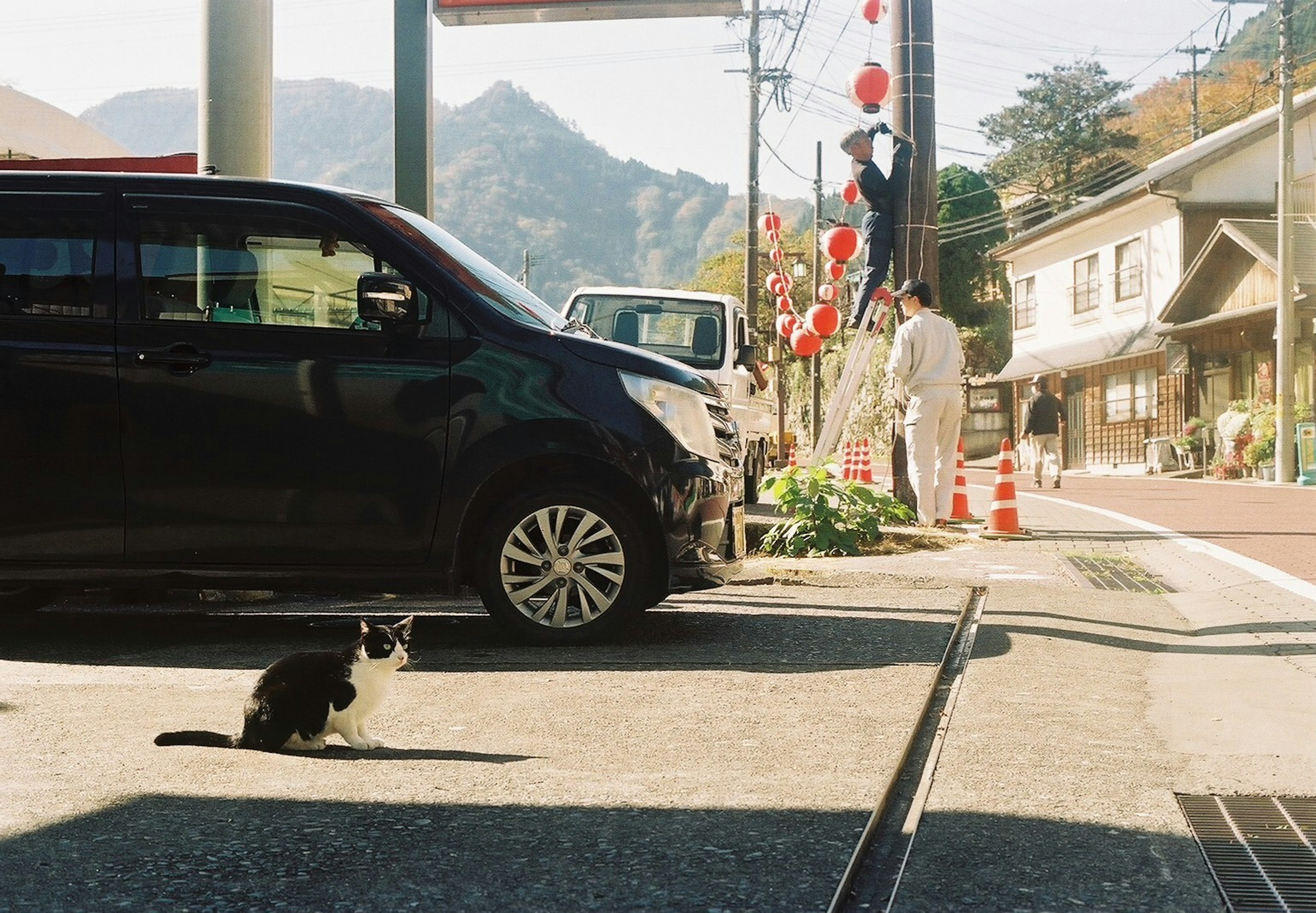 黒い猫が駐車場にいる風景 車と山の背景