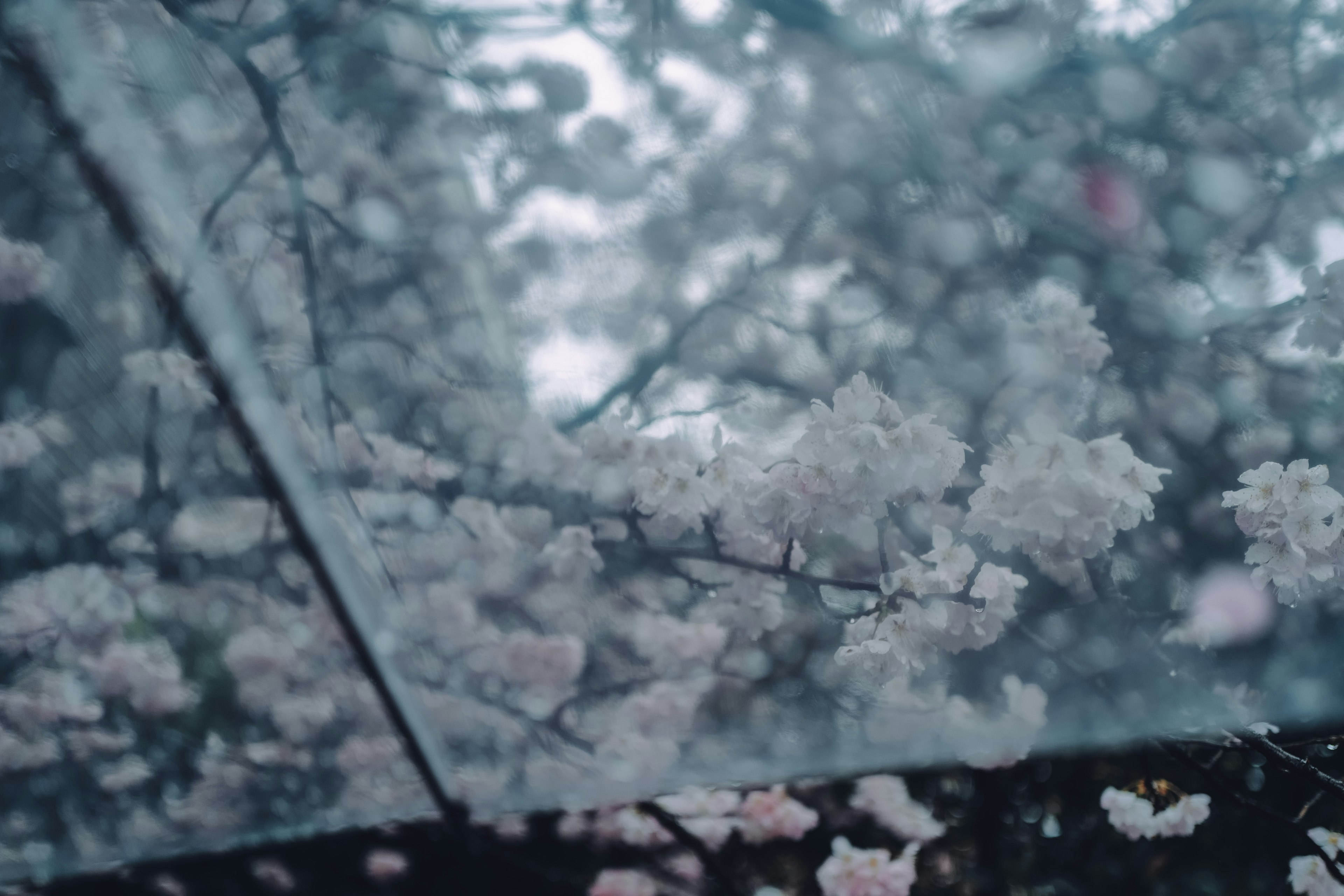 Close-up of cherry blossoms seen through an umbrella on a rainy day