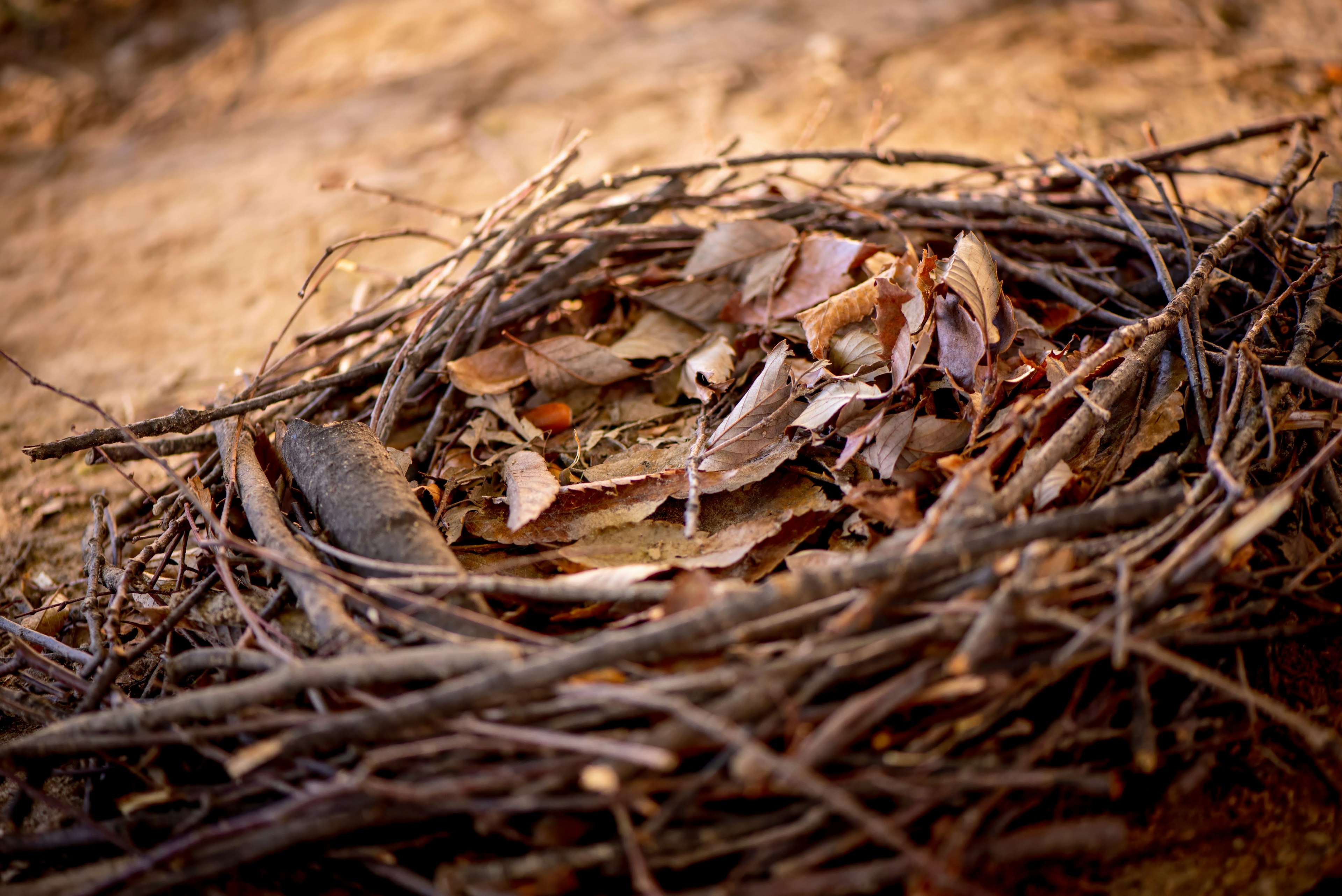 Close-up of a bird's nest made of twigs and leaves in nature