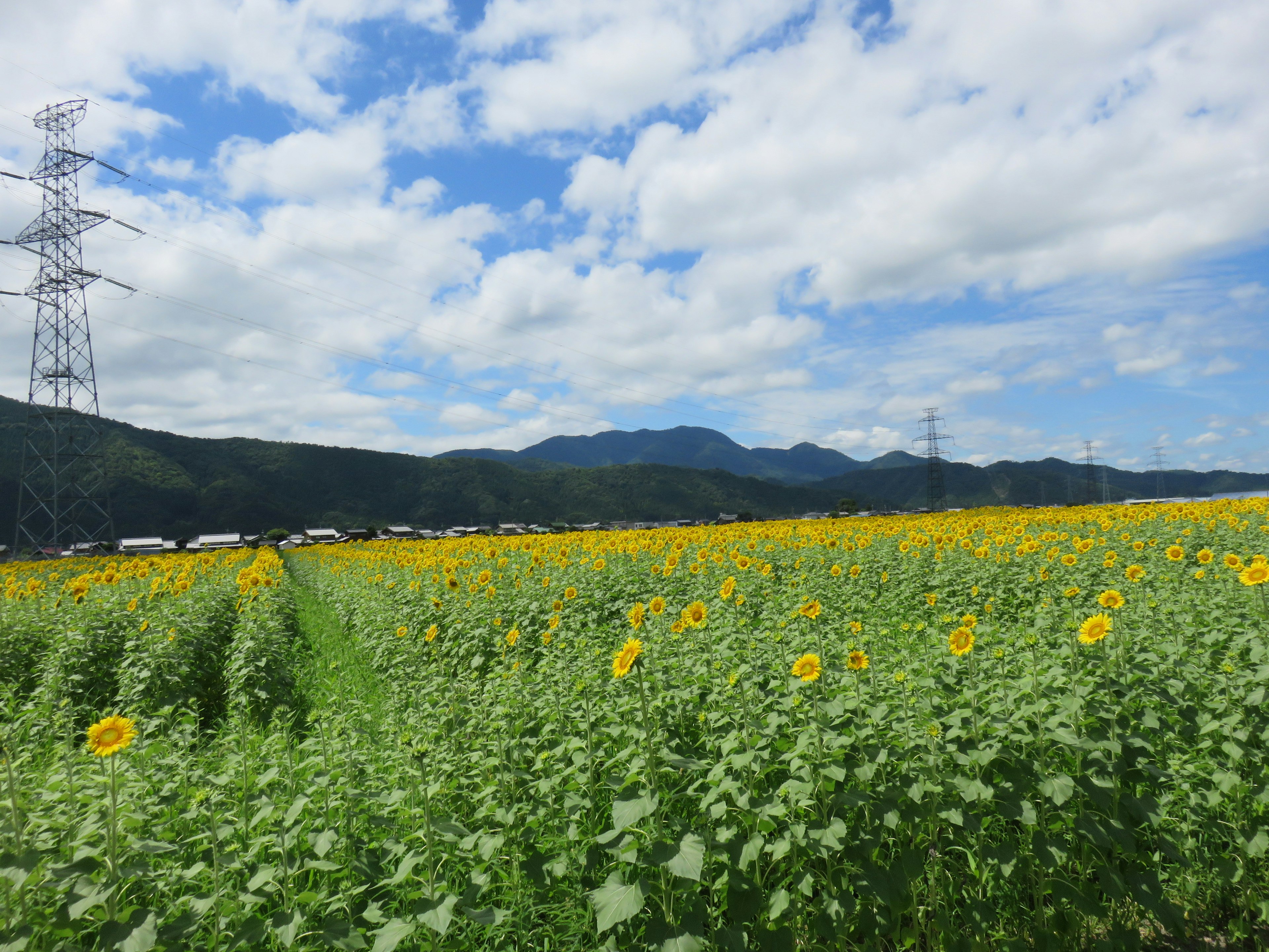 ทุ่งดอกทานตะวันใต้ฟ้าสีฟ้าพร้อมภูเขาและสายไฟ