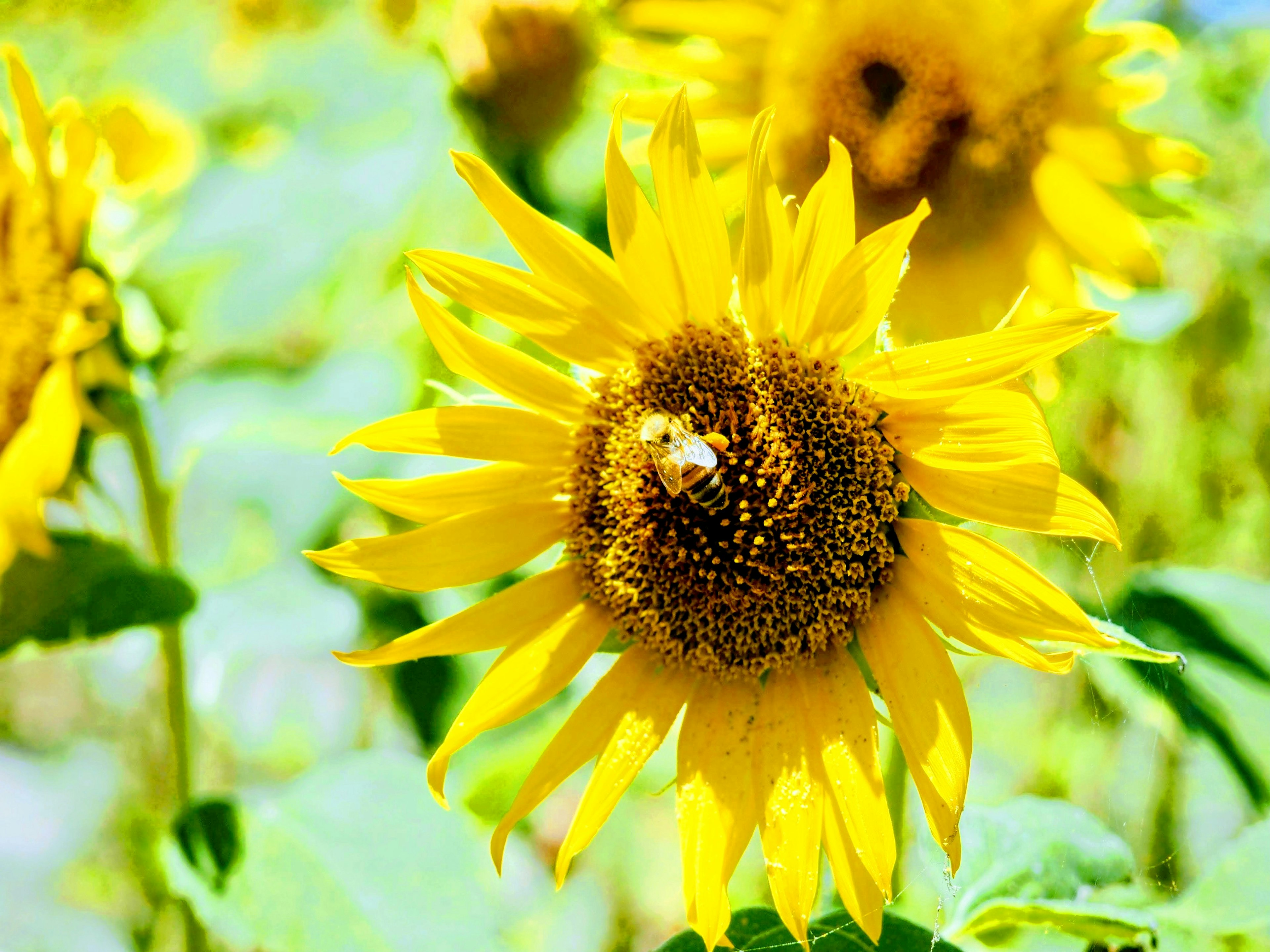 Girasole giallo brillante con un'ape al centro circondato da foglie verdi