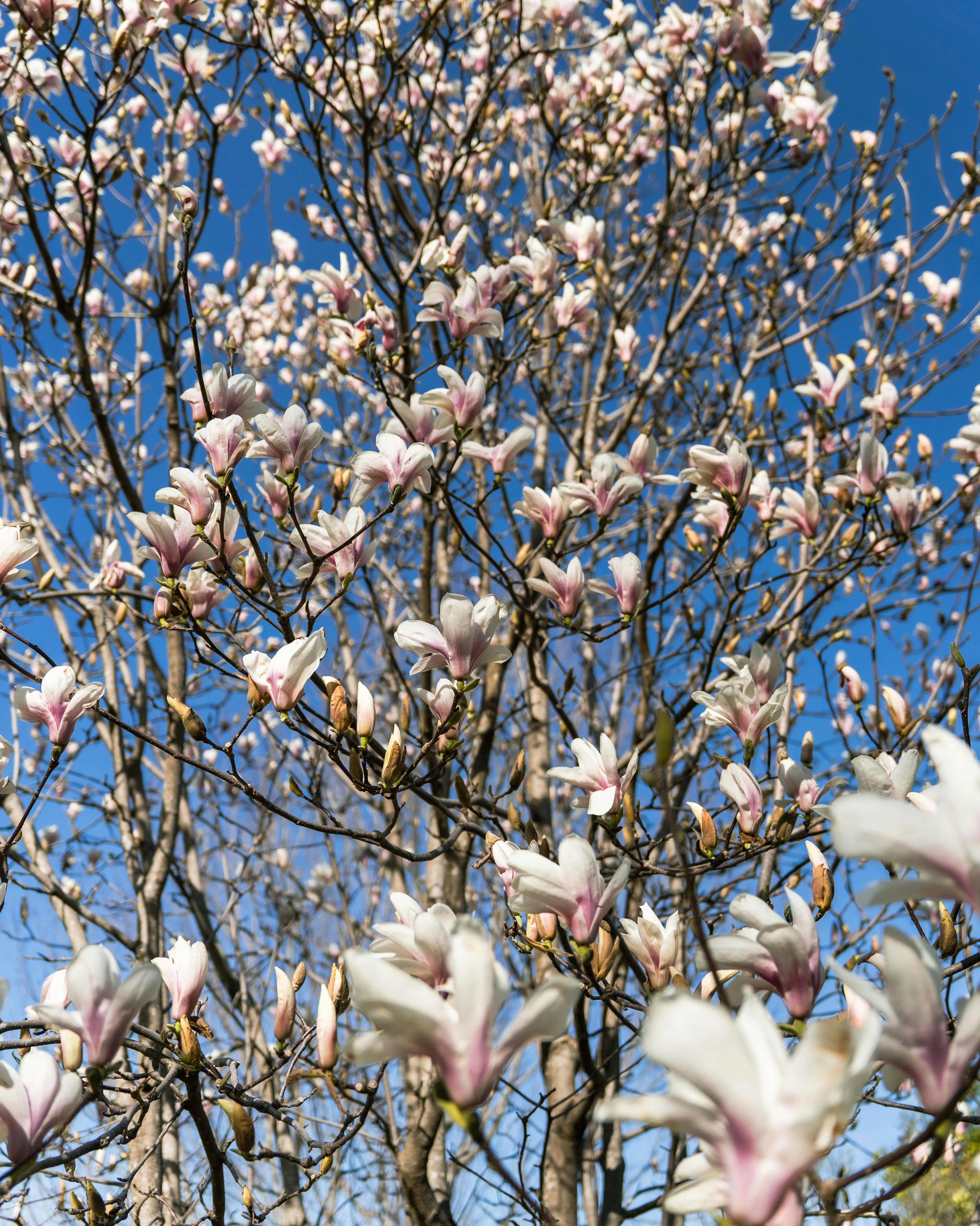 Pohon magnolia yang mekar penuh dengan bunga putih dan merah muda di bawah langit biru