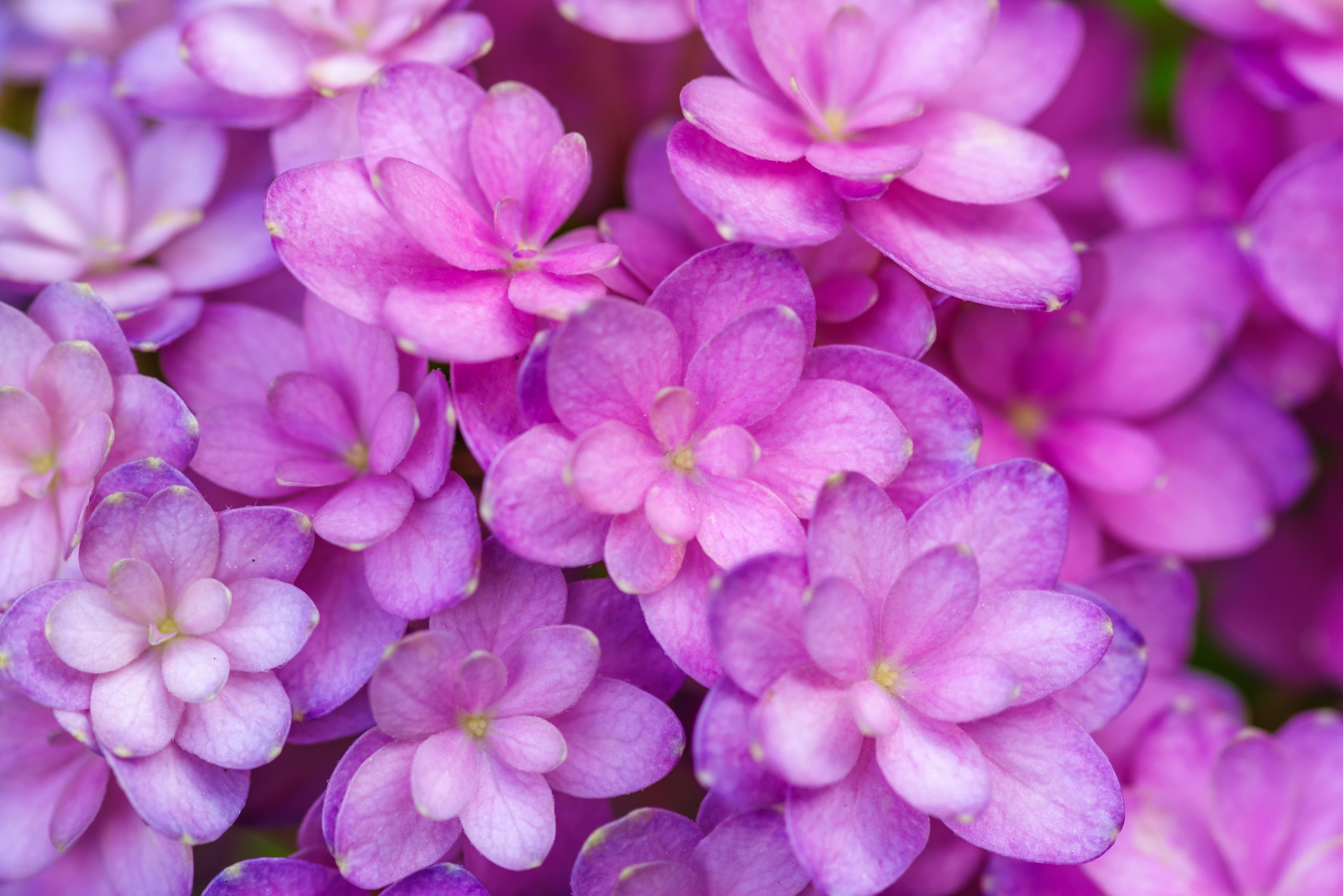 Gros plan sur de magnifiques grappes de fleurs violettes