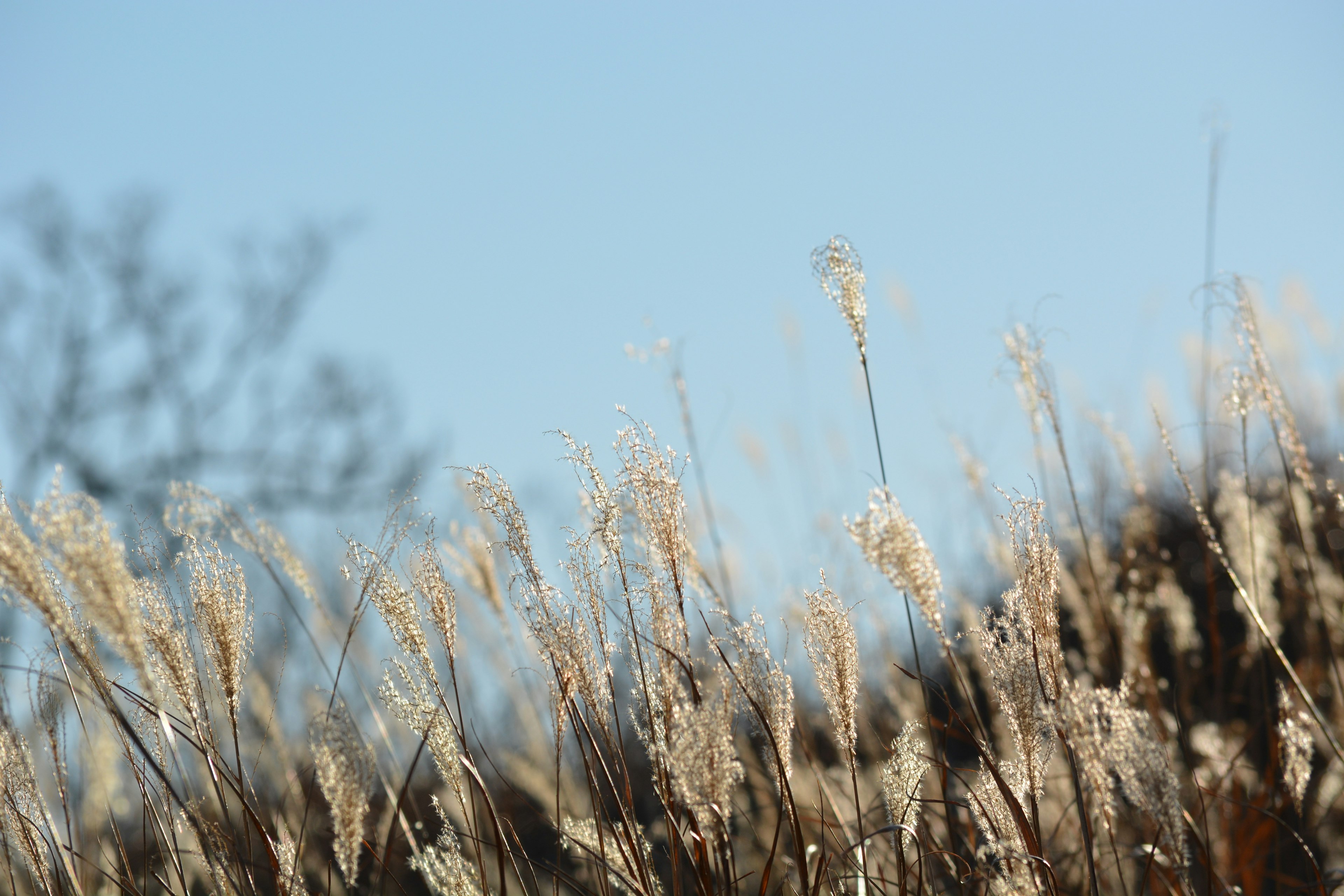 Trockene Grashalme schwanken unter einem blauen Himmel