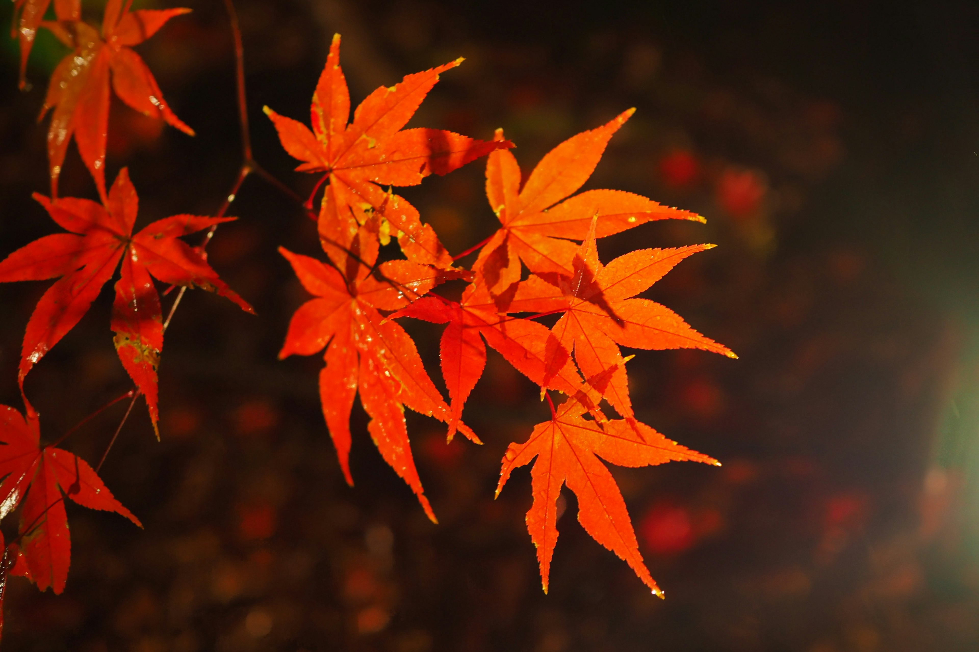 Daun maple oranye cerah berkilau di bawah hujan