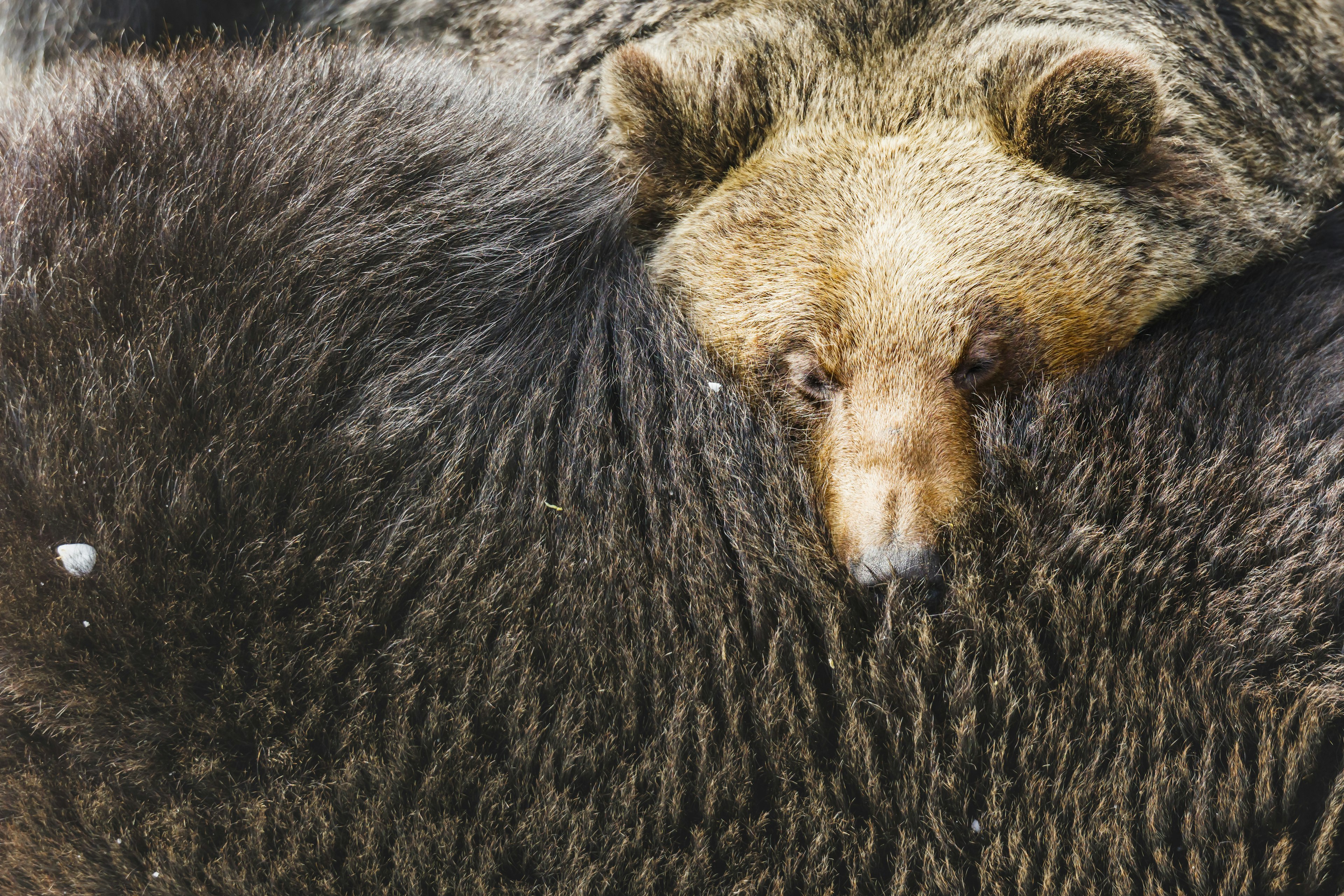 Primer plano de un oso descansando contra el pelaje de otro oso