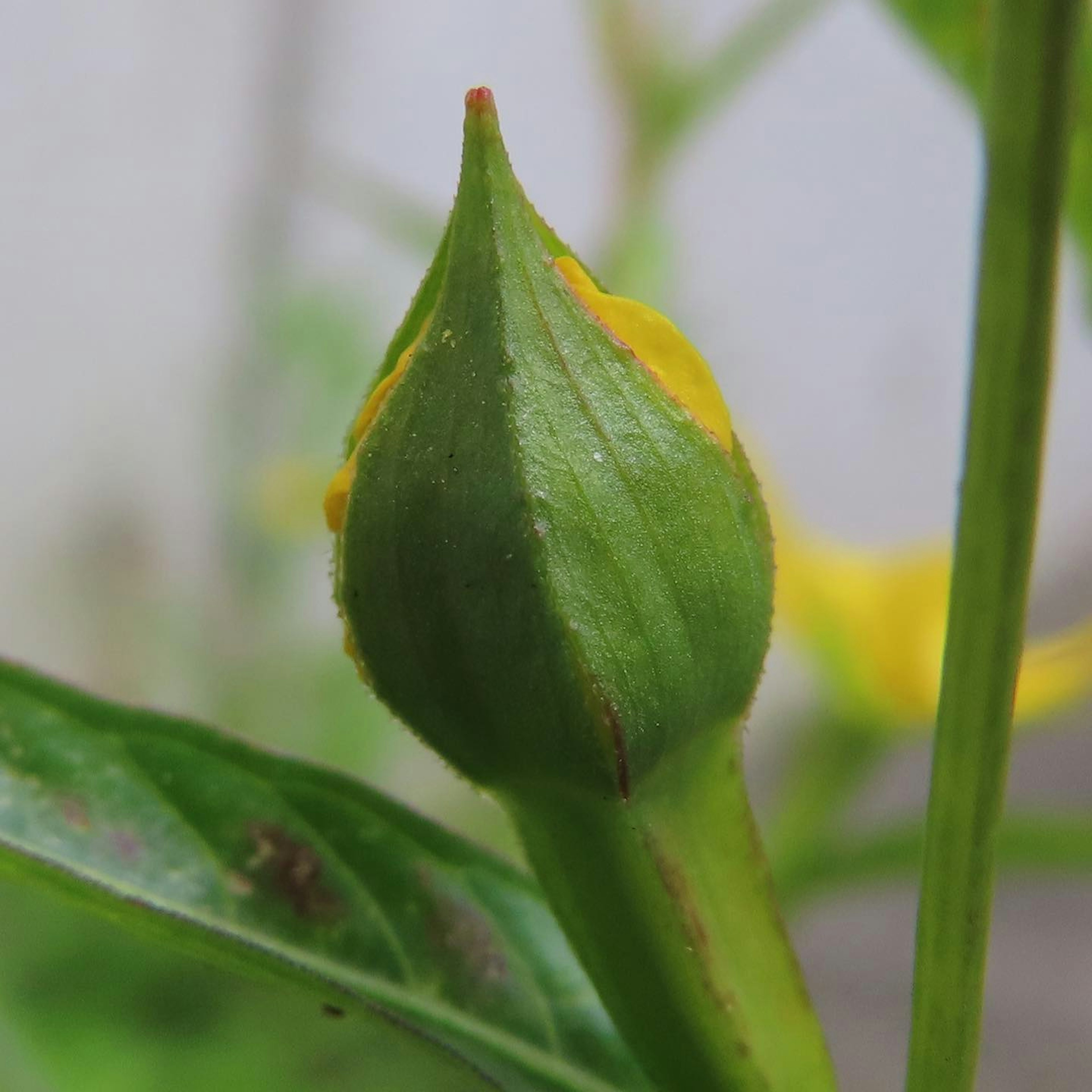 Capullo de flor verde cerca de una flor amarilla