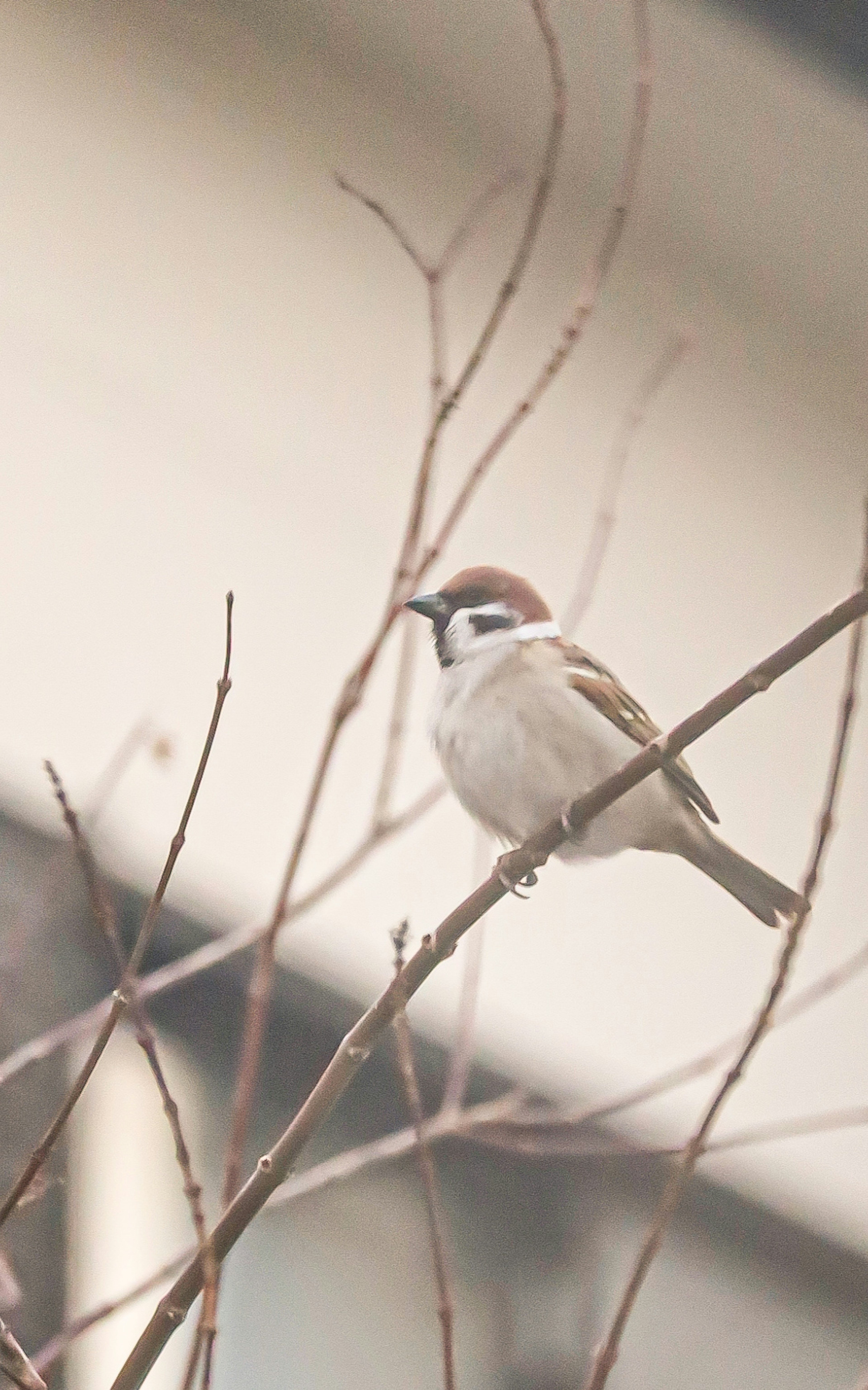 Ein Spatz, der auf einem Zweig sitzt und die Ruhe der Natur zeigt