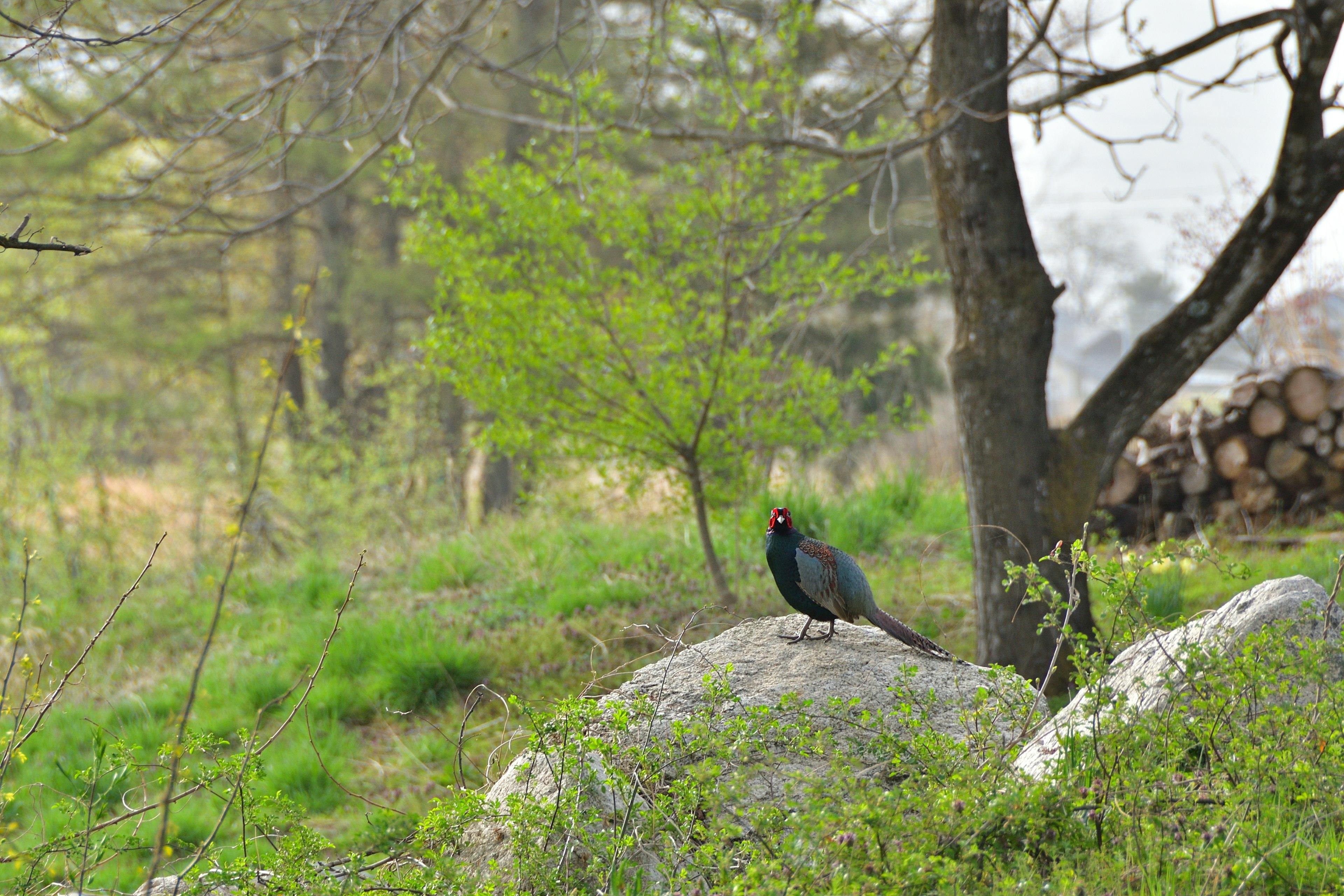 Ein schwarzer Vogel sitzt auf einem Stein in einem grünen Wald