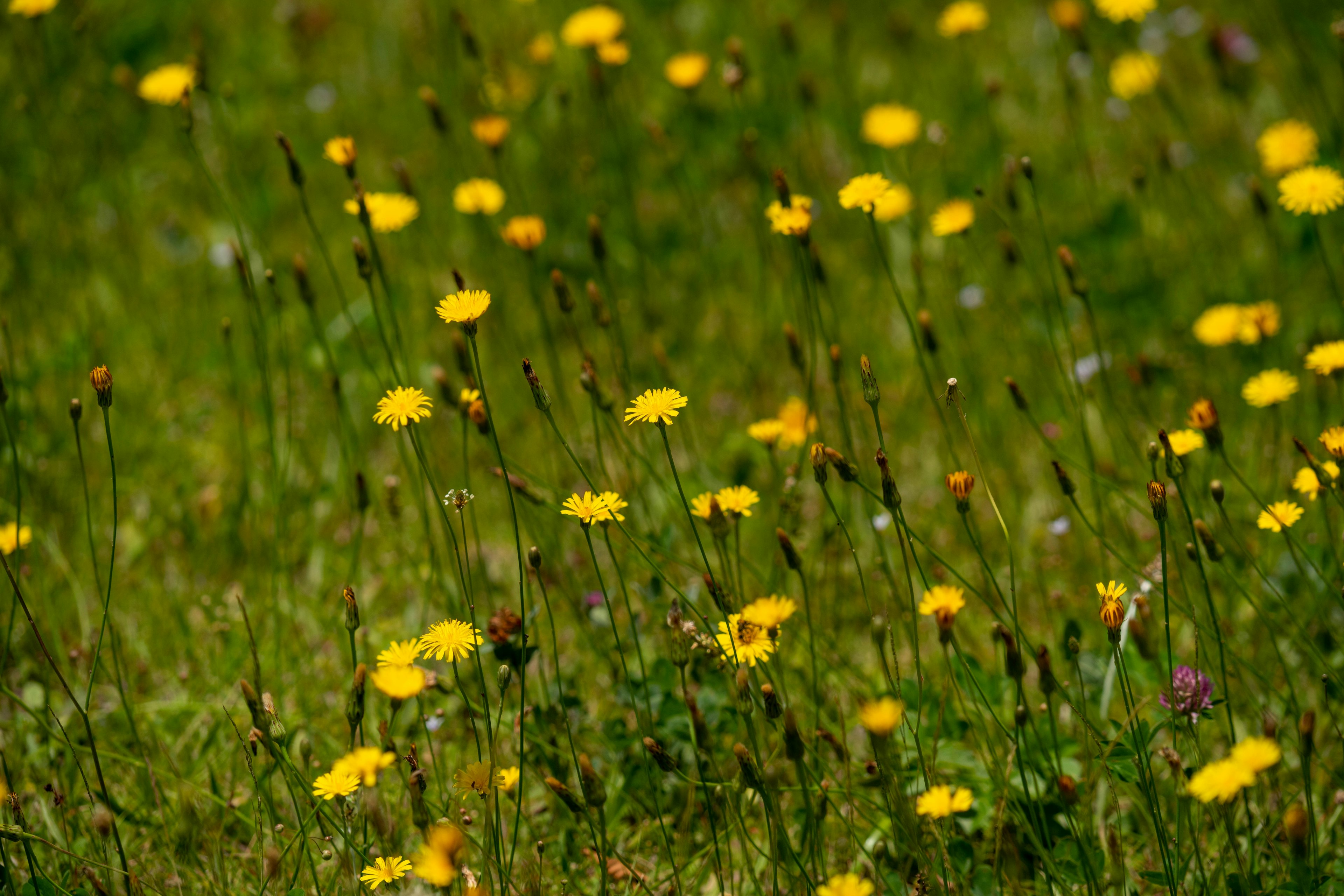 Field of yellow flowers with green grass