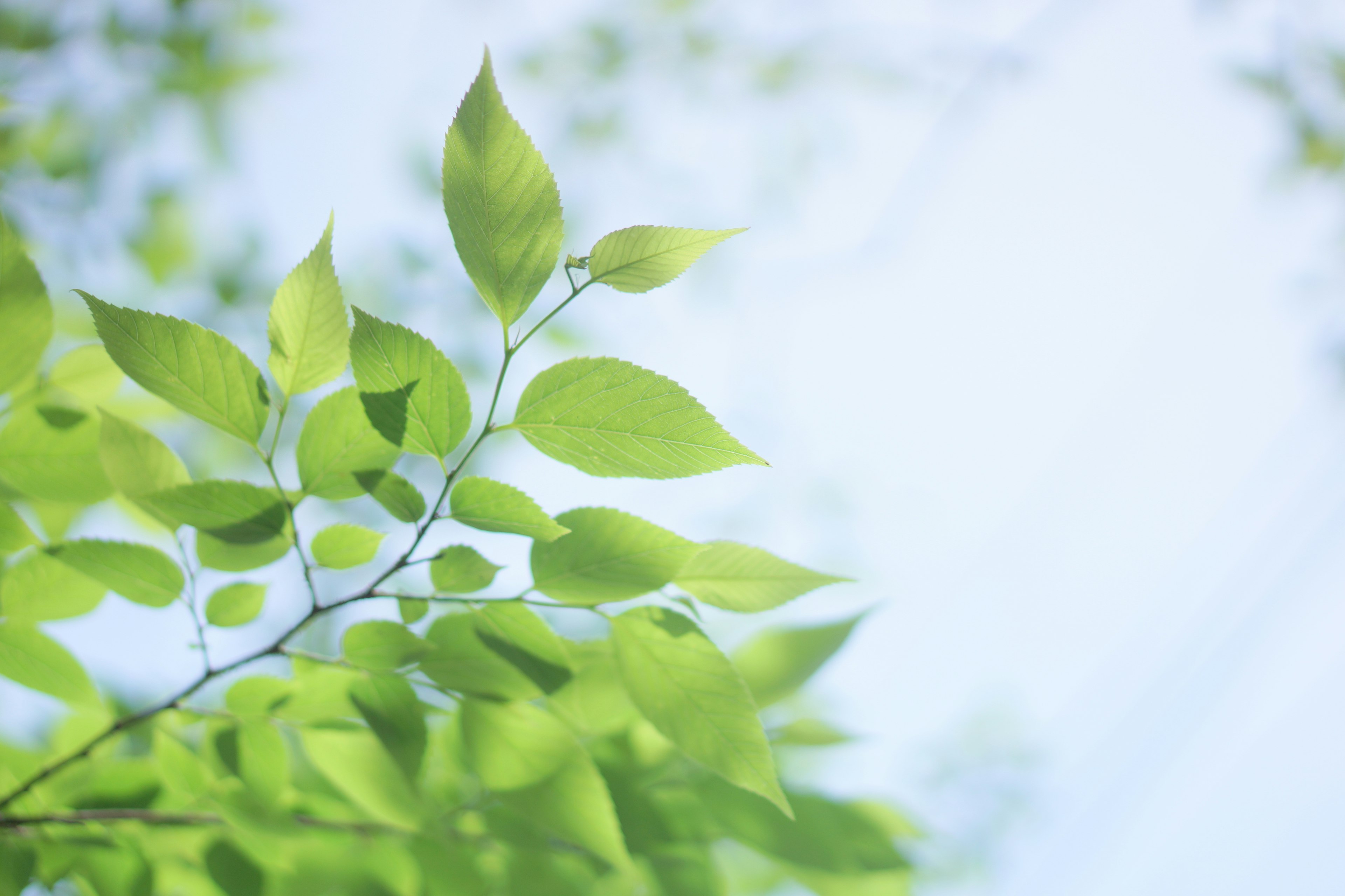 Green leaves against a blue sky creating a serene natural scene