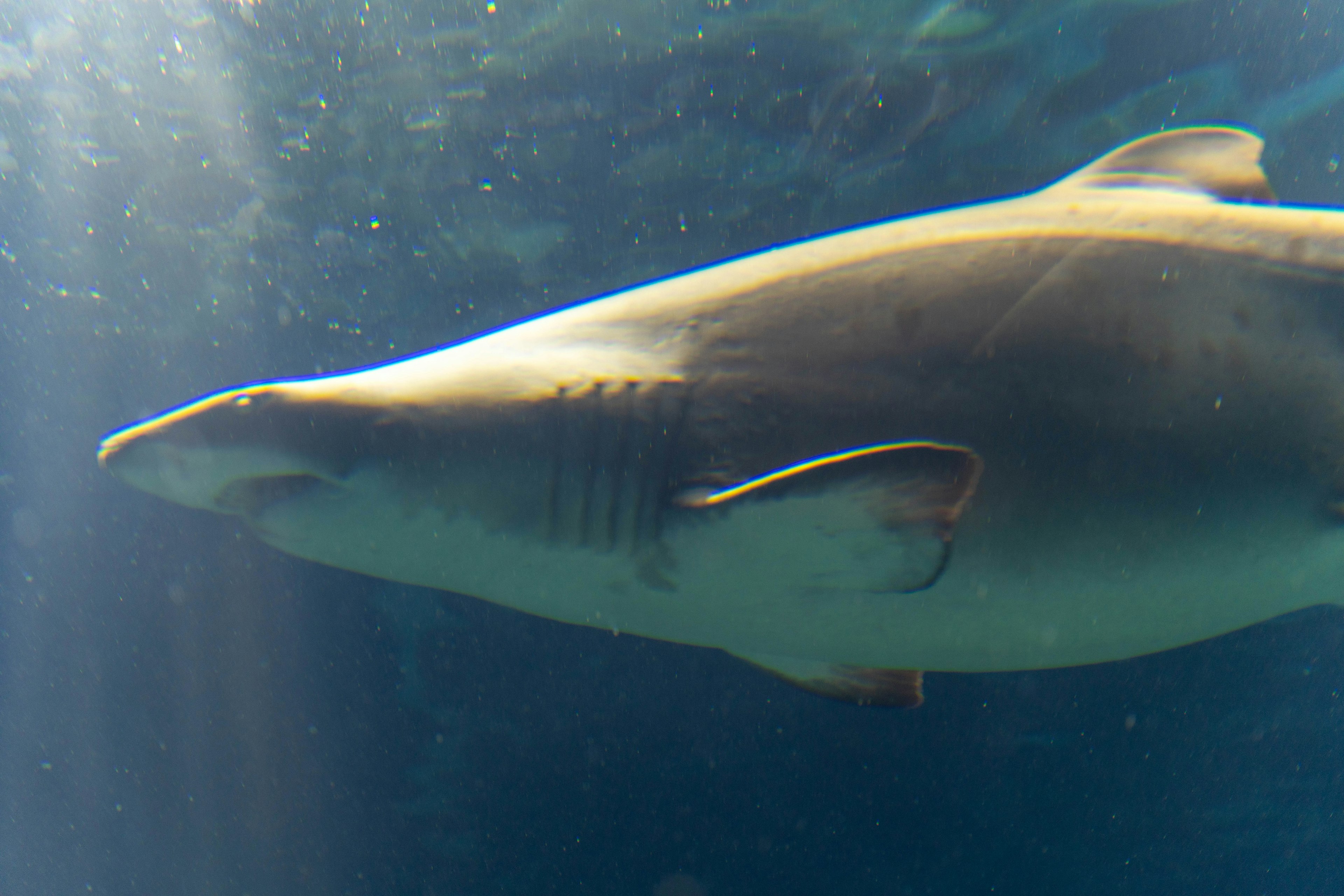 Vue latérale d'un requin nageant sous l'eau