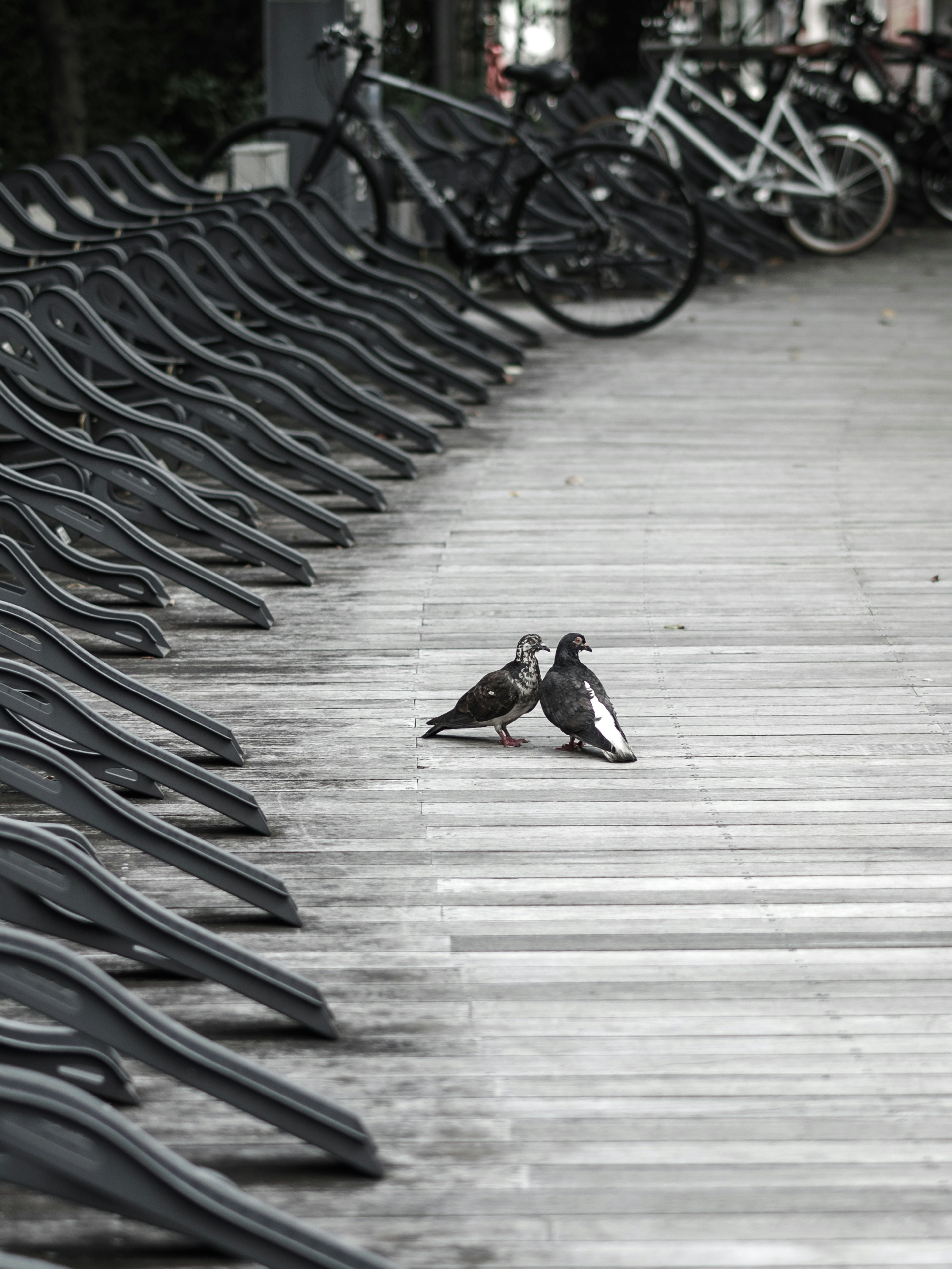 Two pigeons standing between rows of chairs in a quiet setting